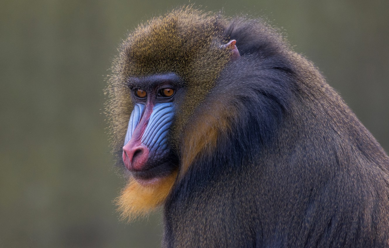 Mandrill Wallpapers