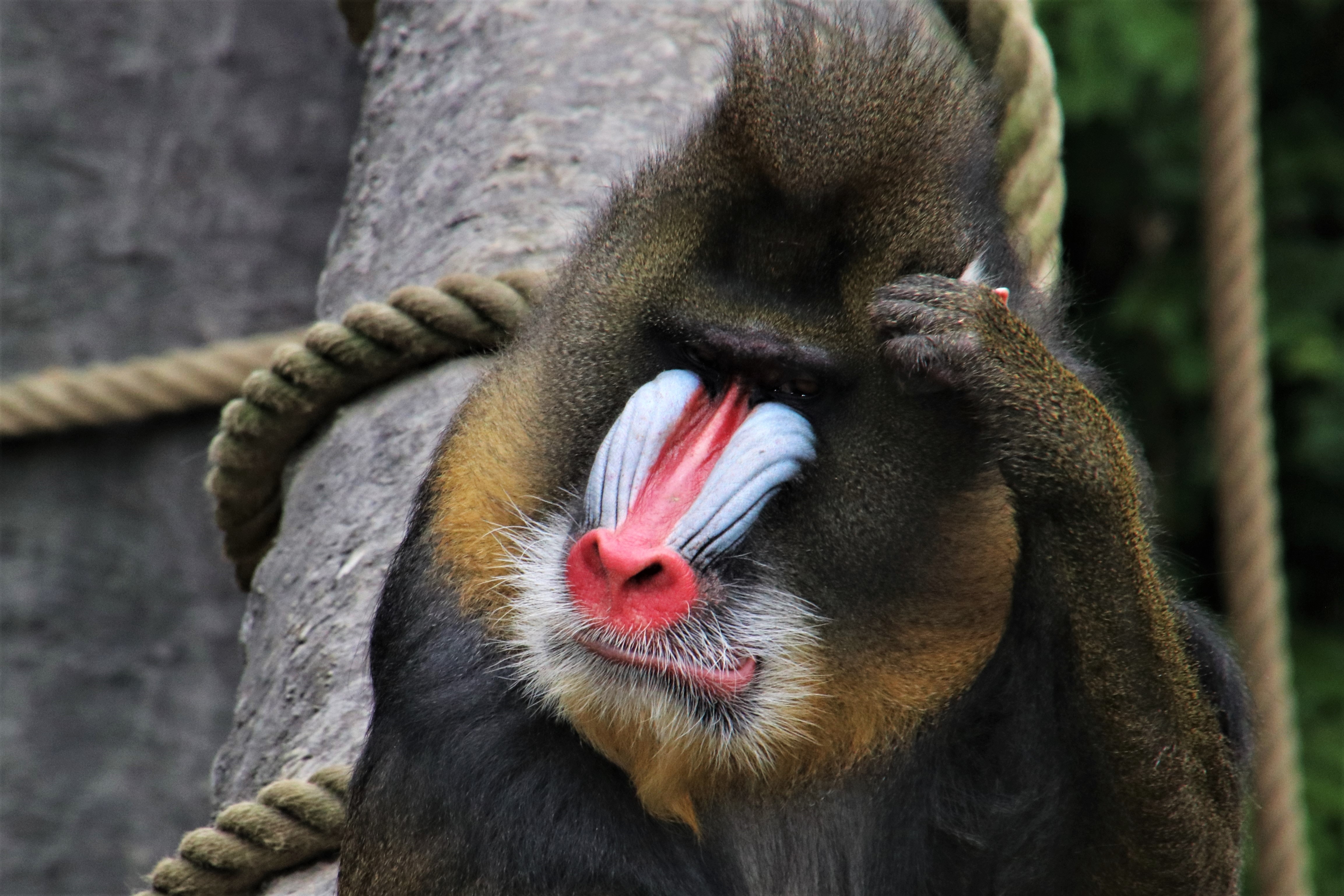 Mandrill Wallpapers