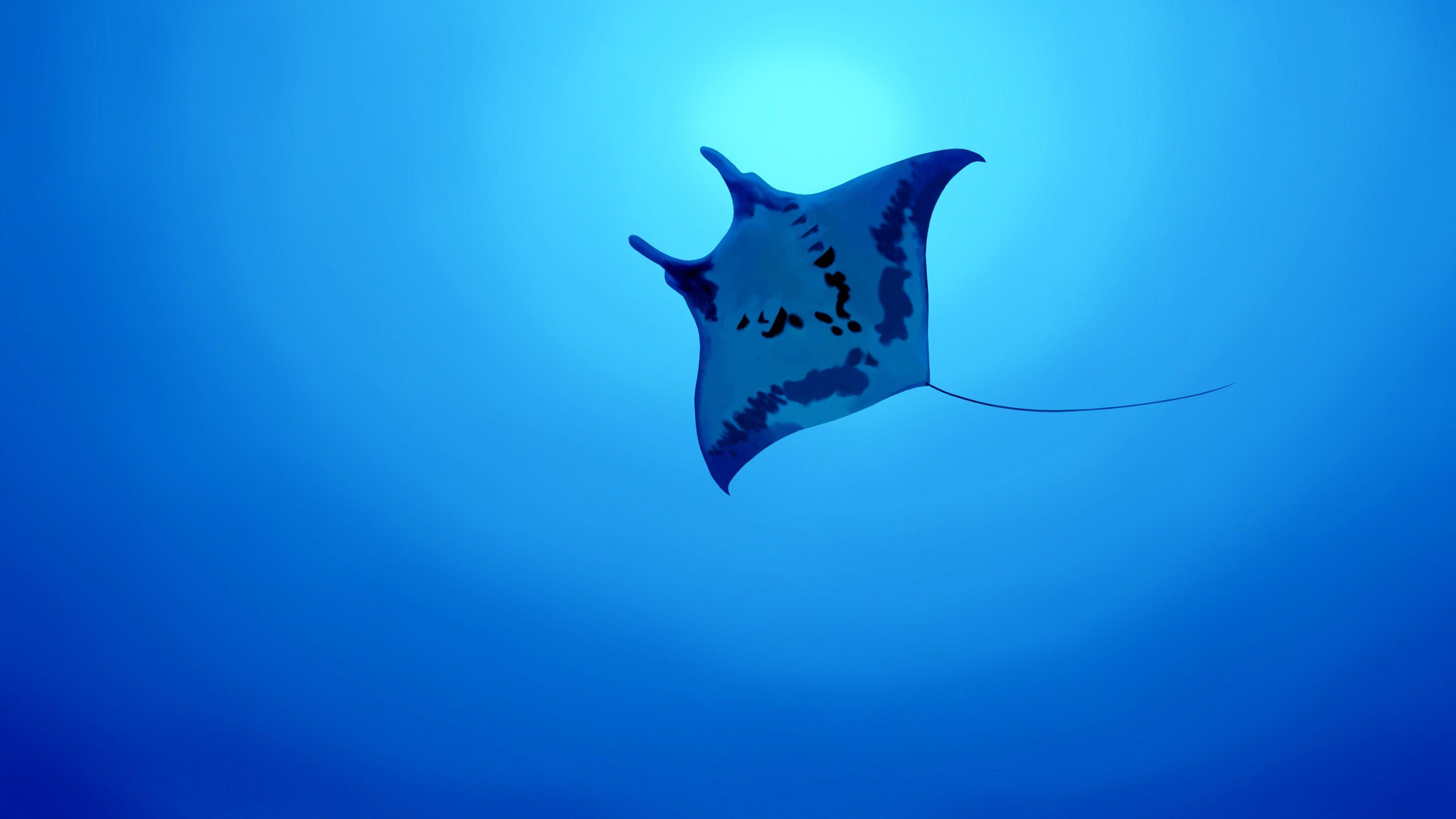 Manta Ray Wallpapers