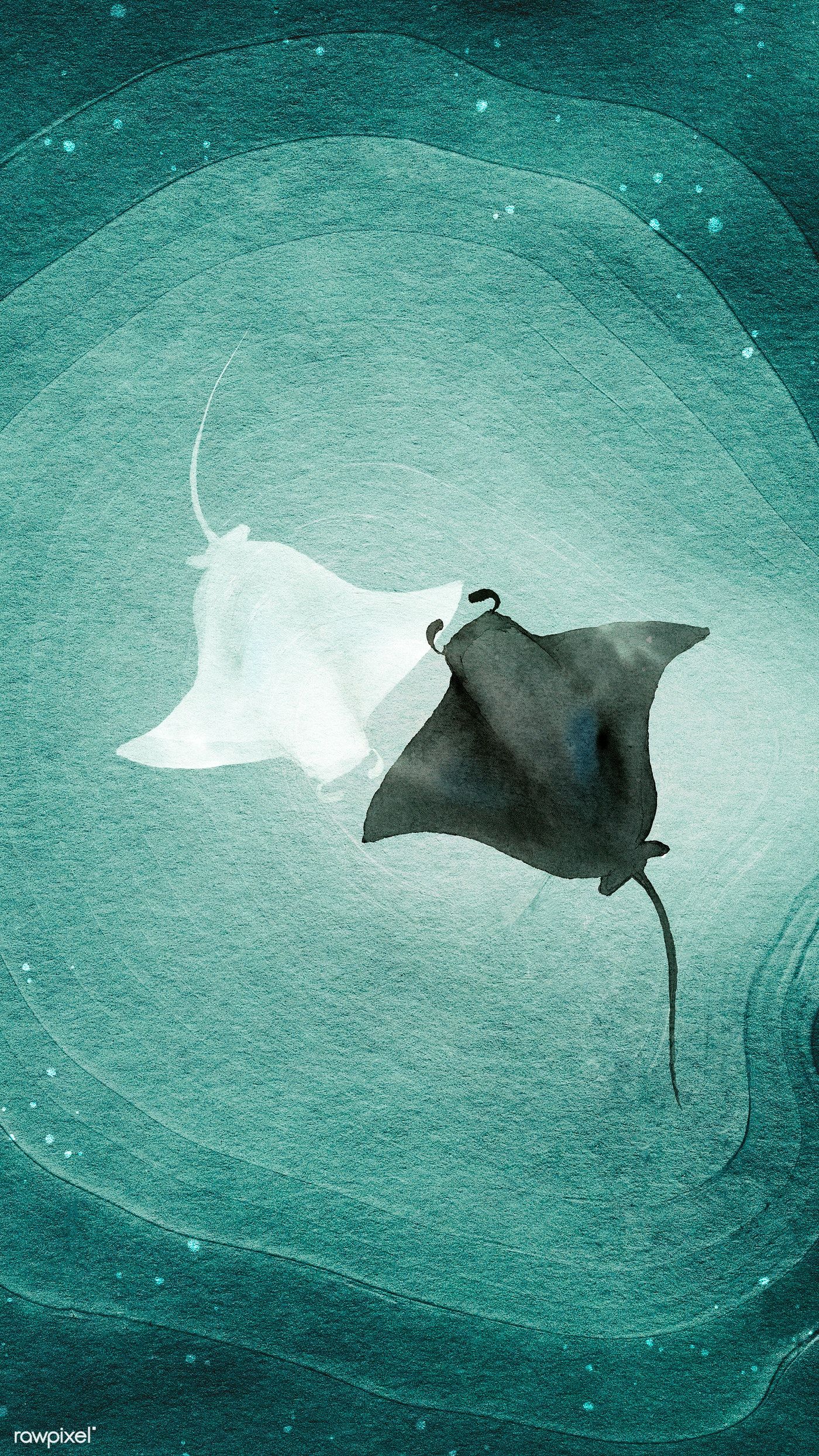 Manta Ray Wallpapers