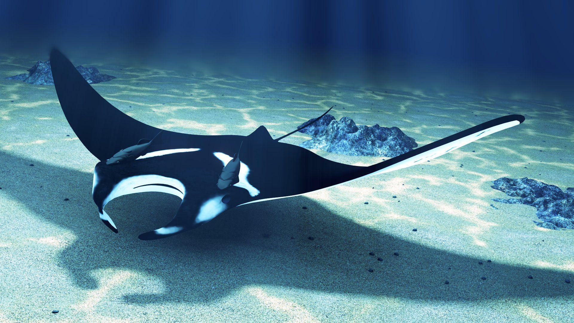 Manta Ray Wallpapers