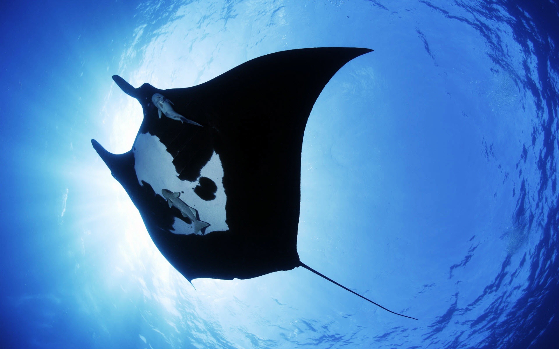 Manta Ray Wallpapers