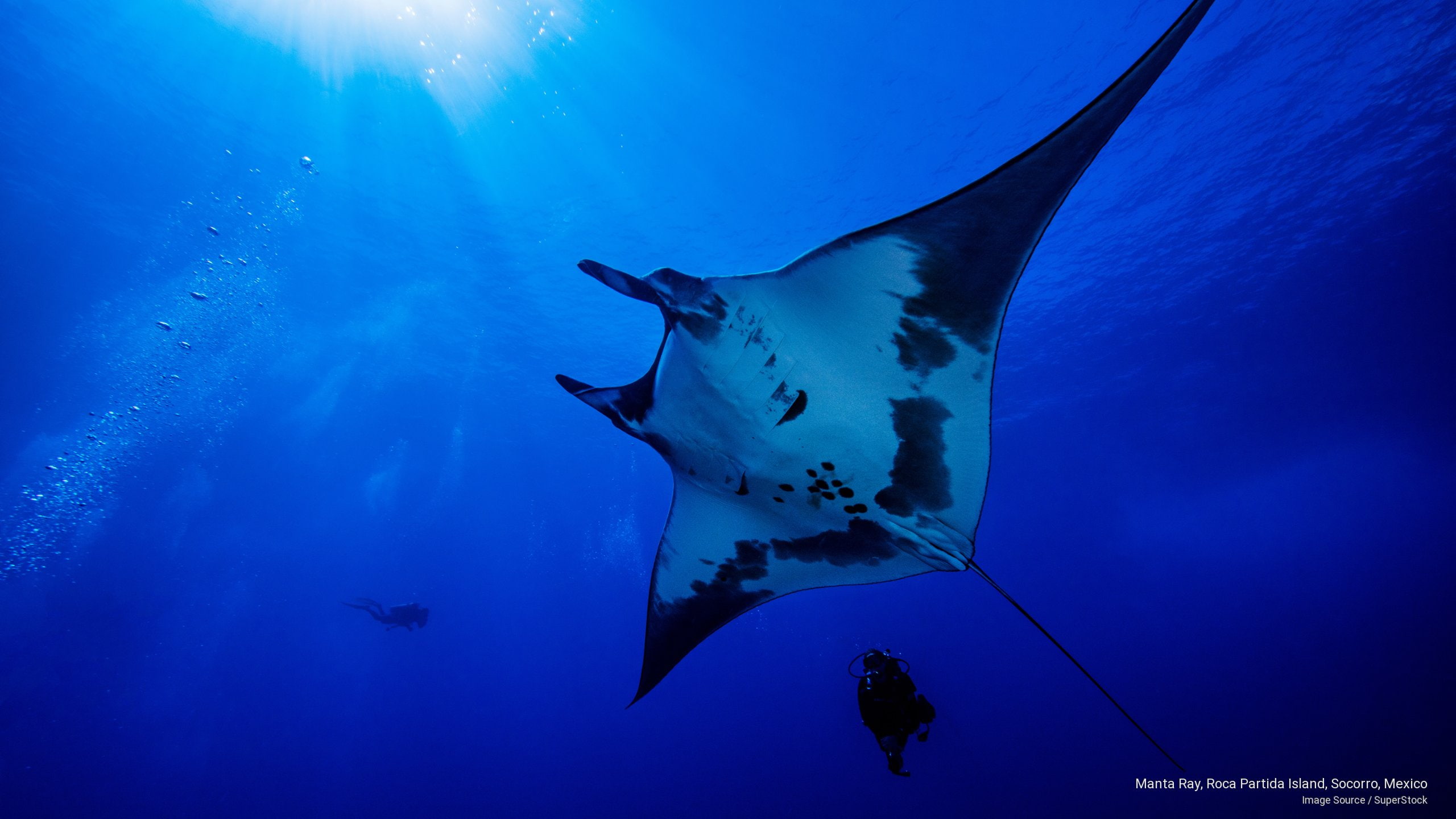 Manta Ray Wallpapers