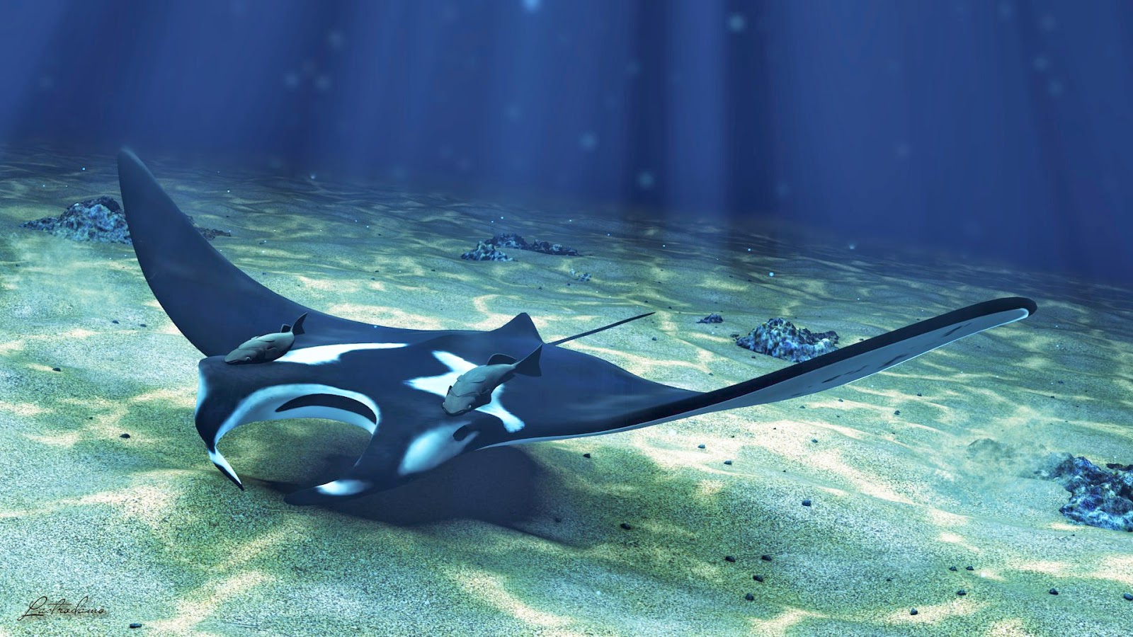 Manta Ray Wallpapers