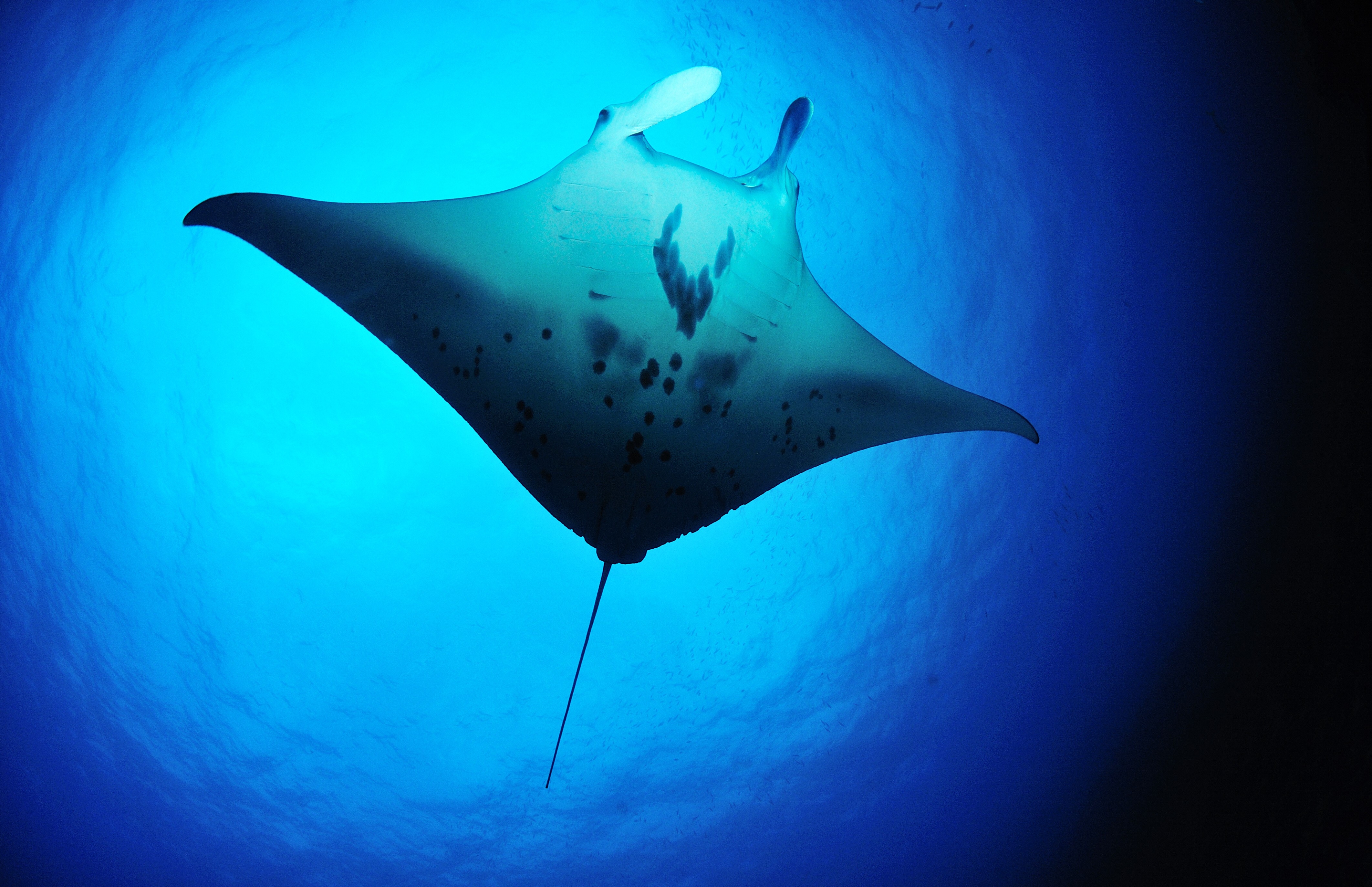 Manta Ray Wallpapers