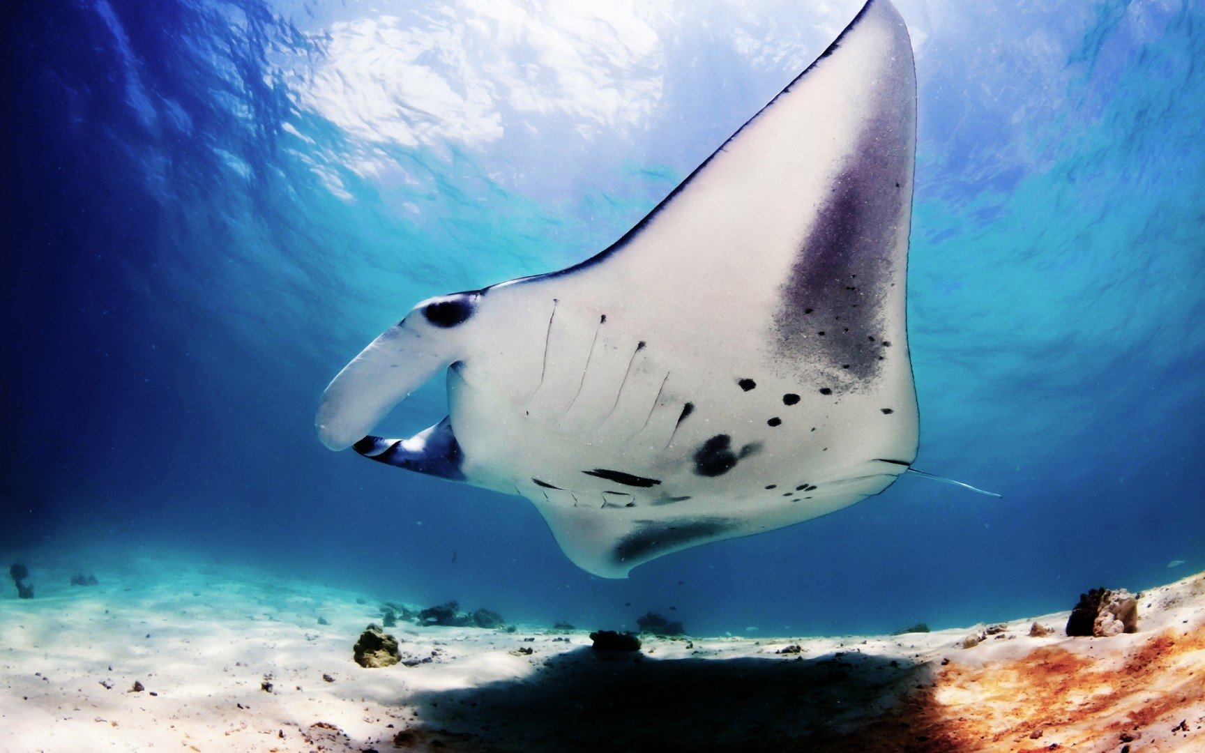 Manta Ray Wallpapers