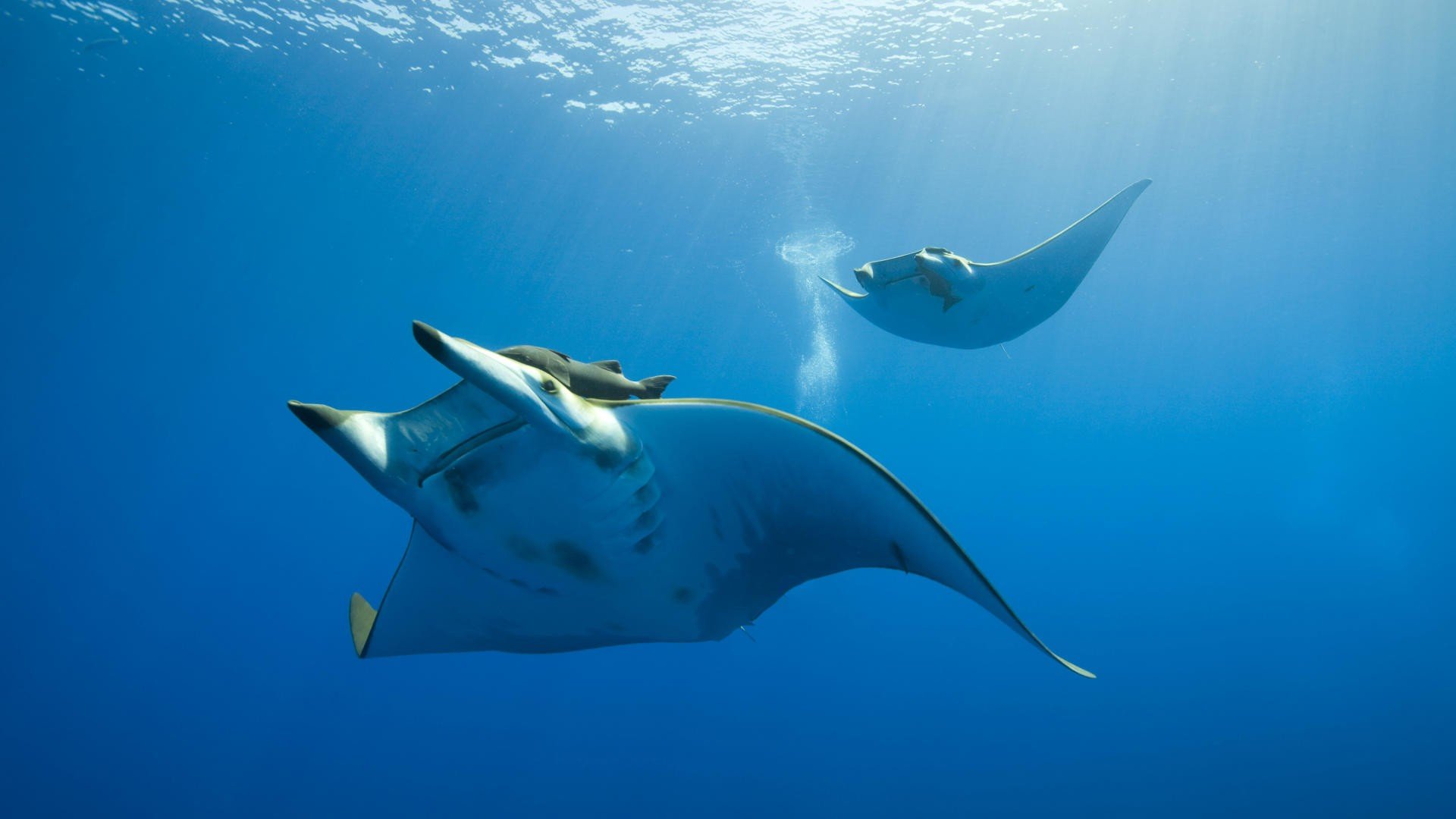 Manta Ray Wallpapers