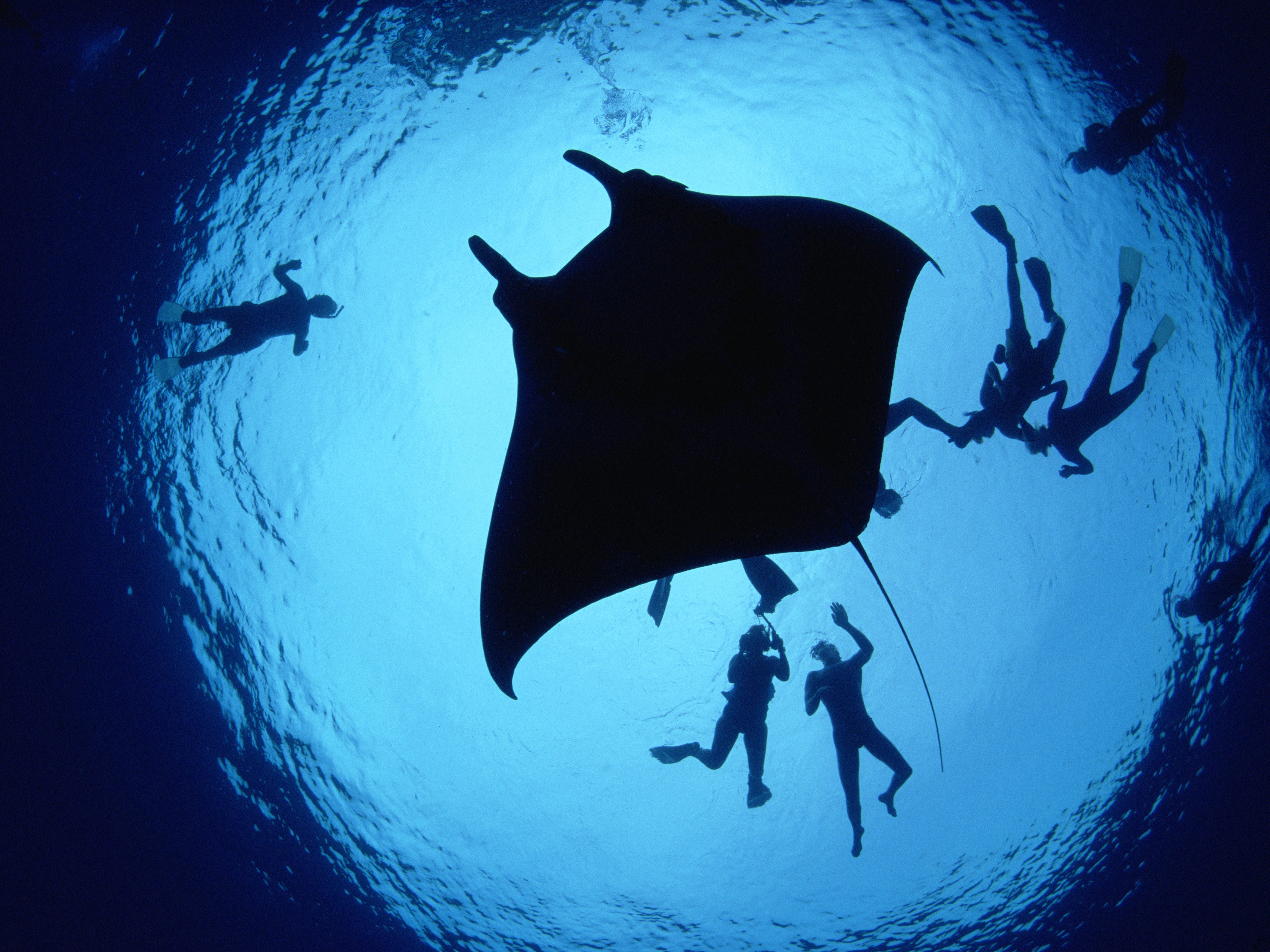 Manta Ray Wallpapers