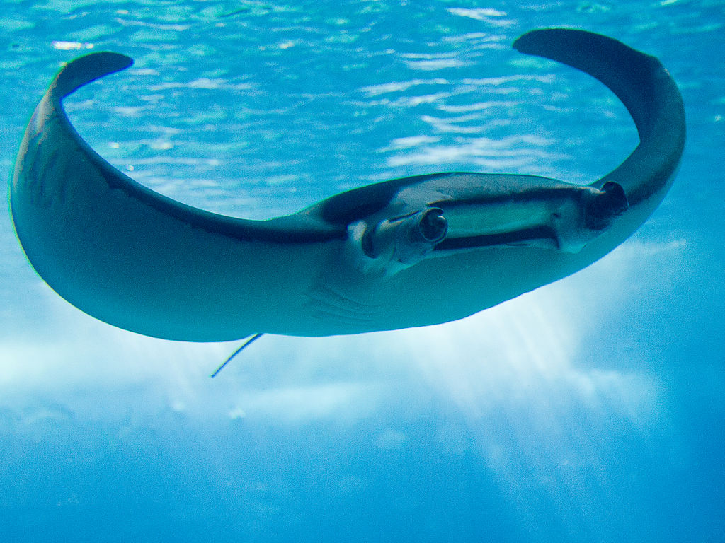 Manta Ray Wallpapers