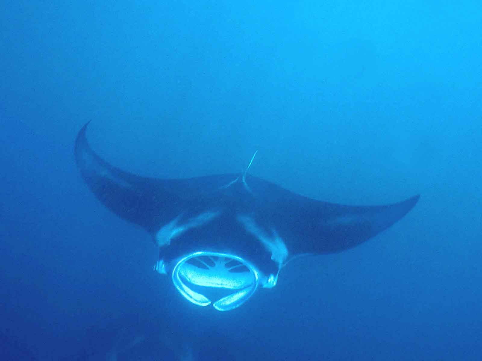 Manta Ray Wallpapers