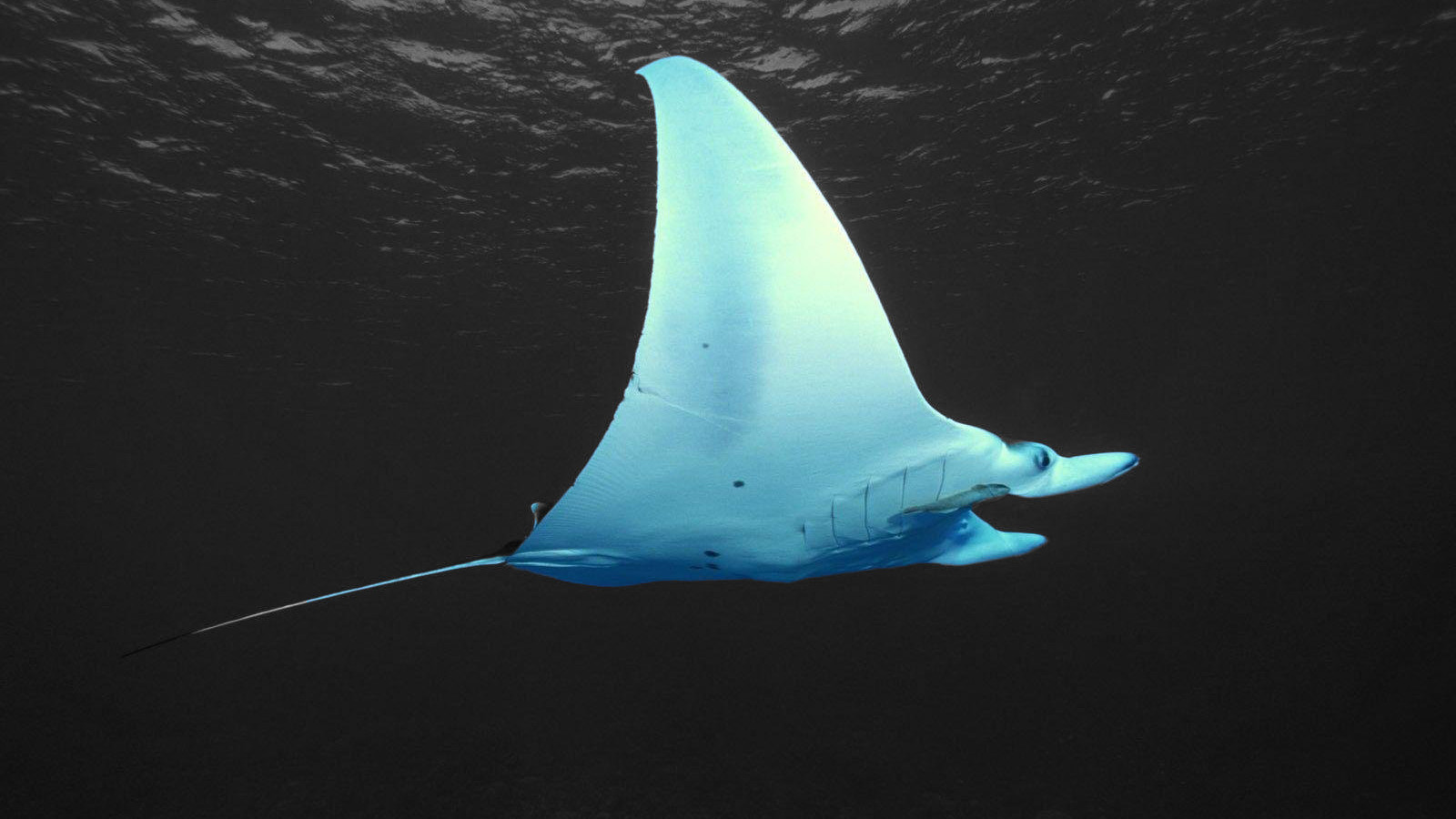 Manta Ray Wallpapers