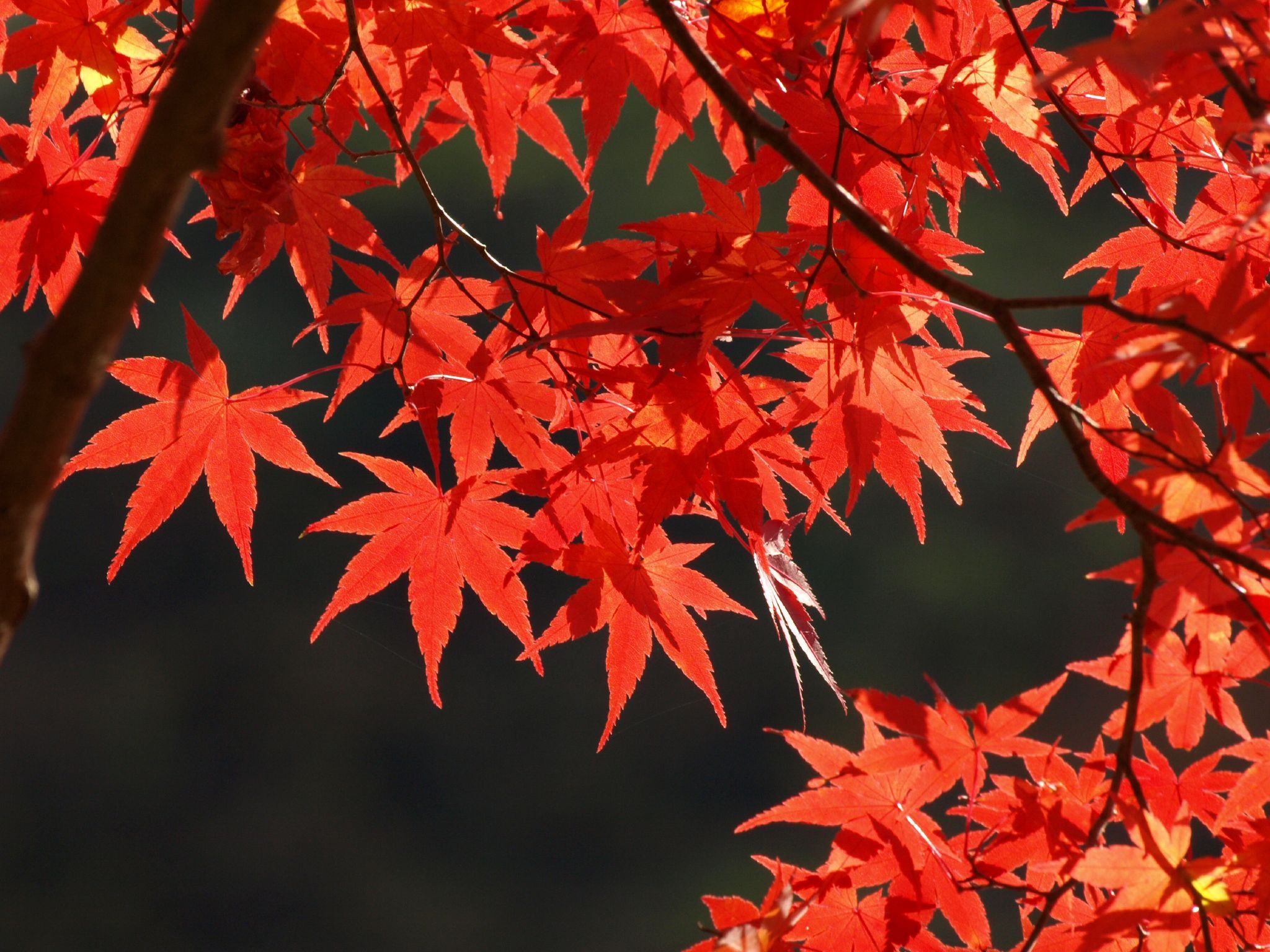 Maple Leaves Wallpapers