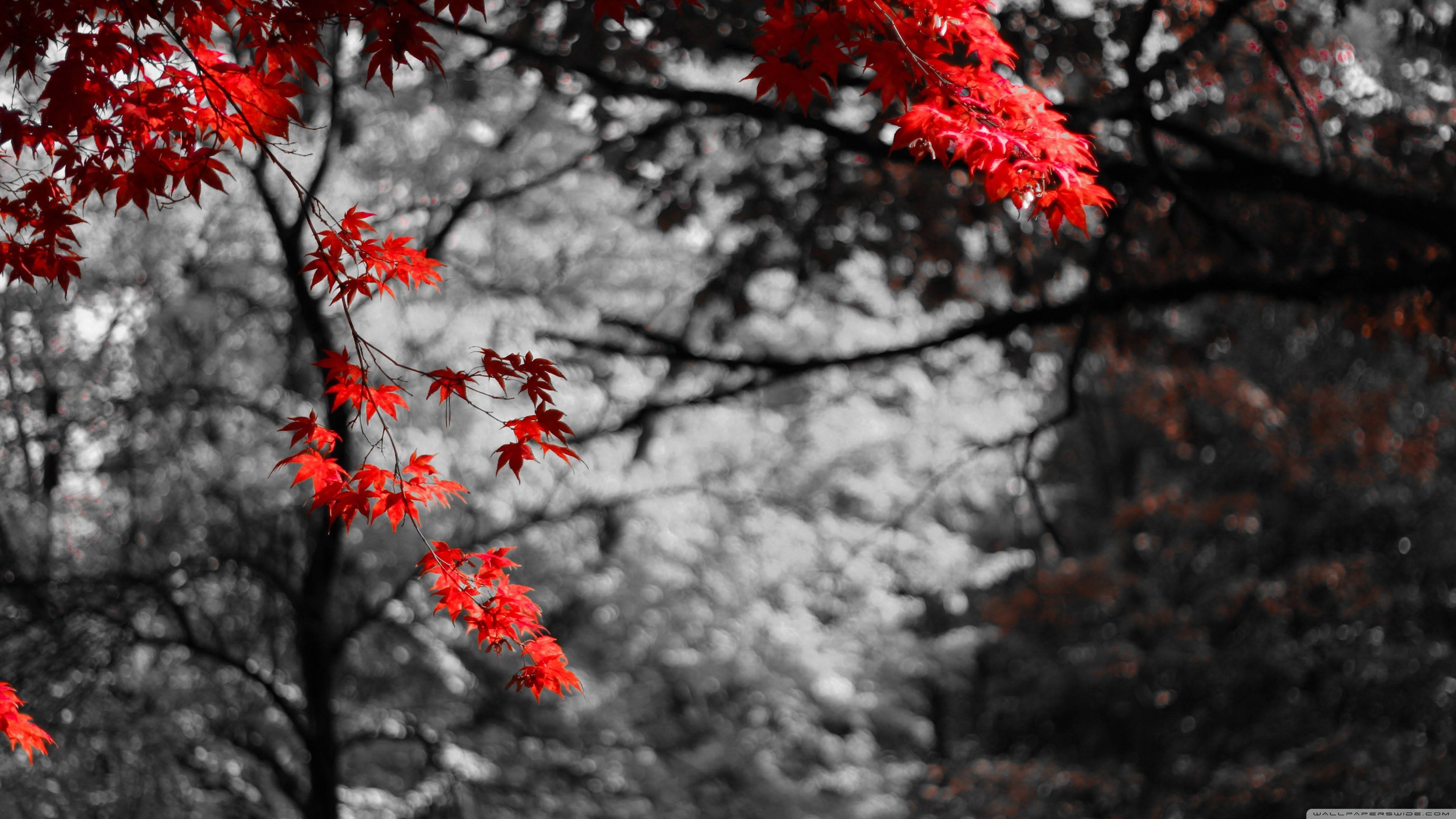 Maple Leaves Wallpapers