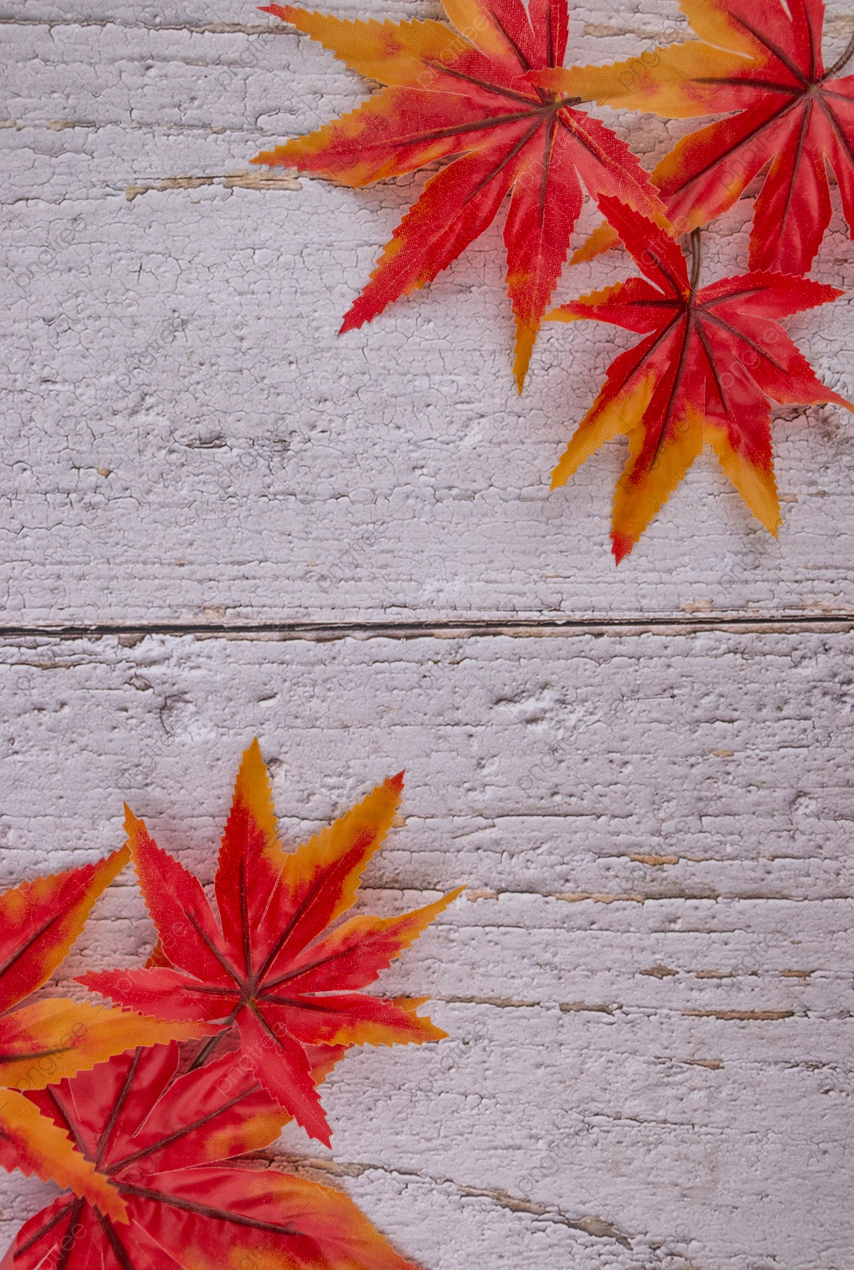 Maple Leaves Wallpapers