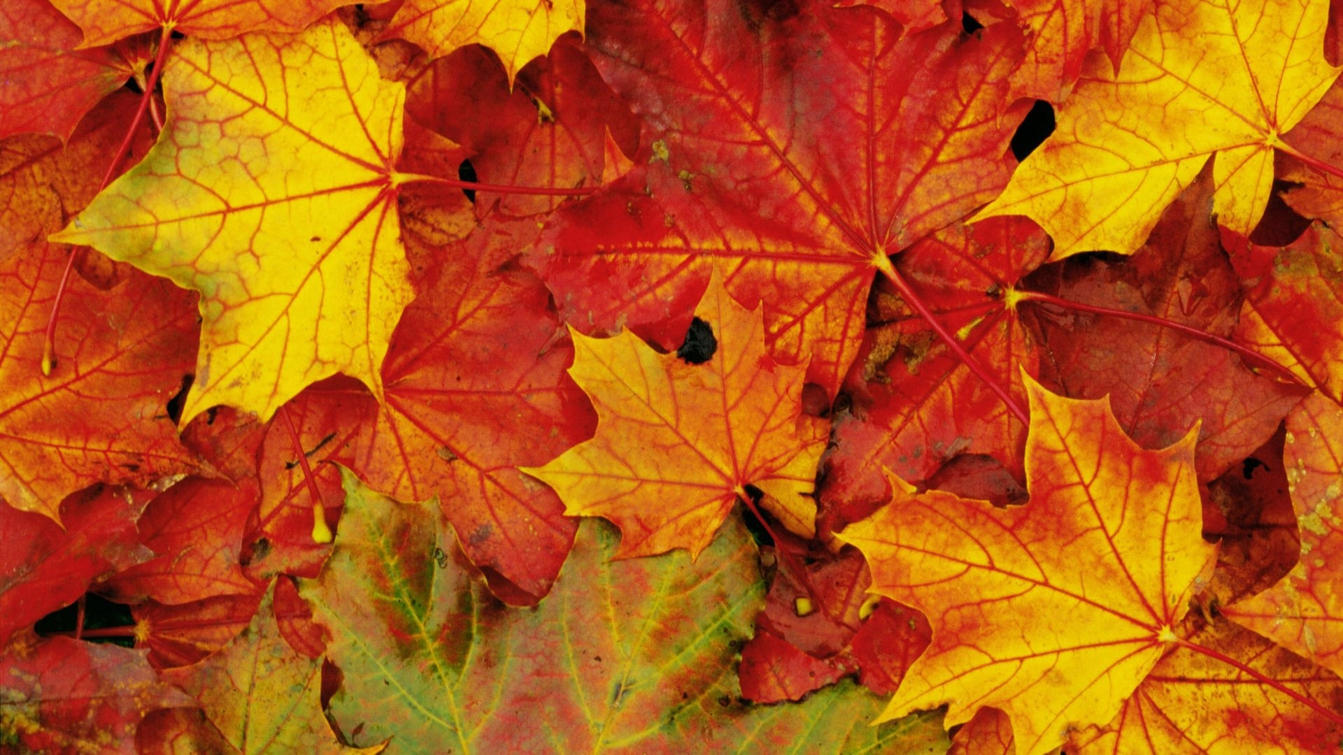 Maple Leaves Wallpapers