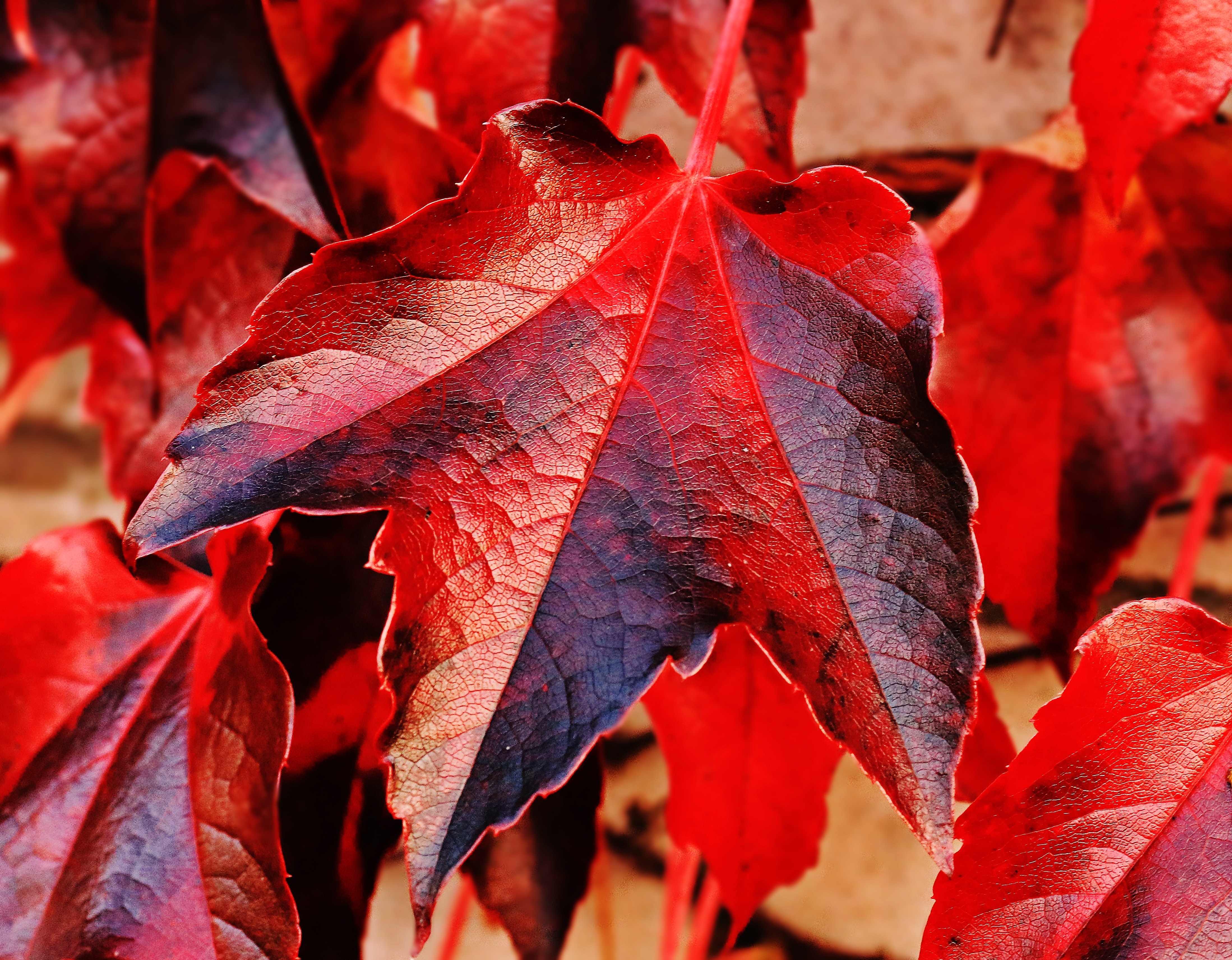 Maple Leaves Wallpapers