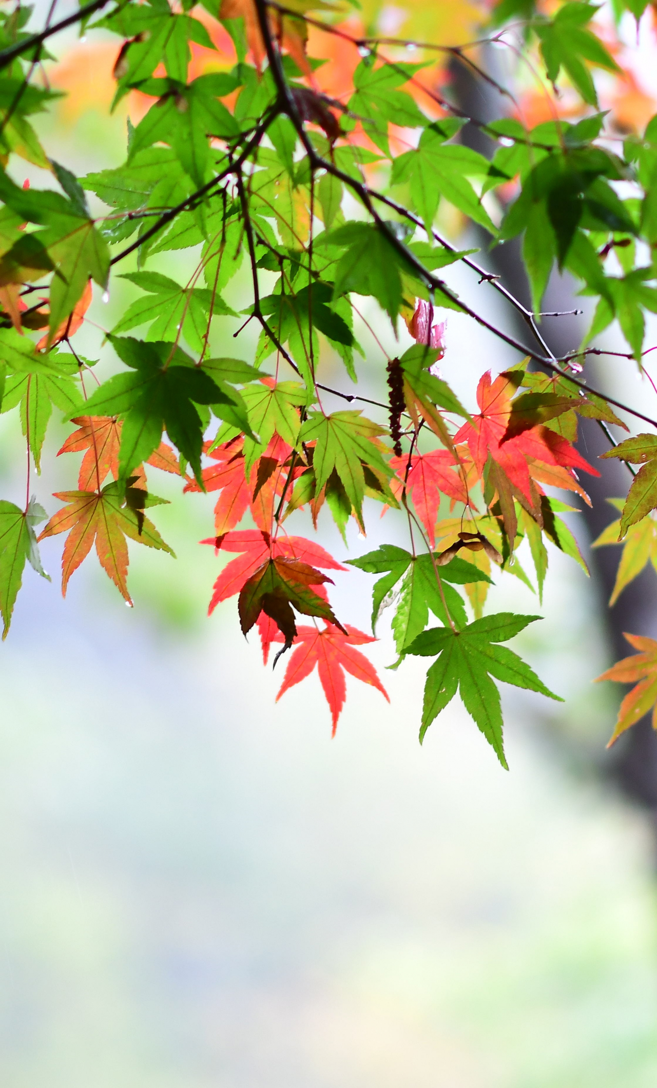 Maple Leaves Wallpapers