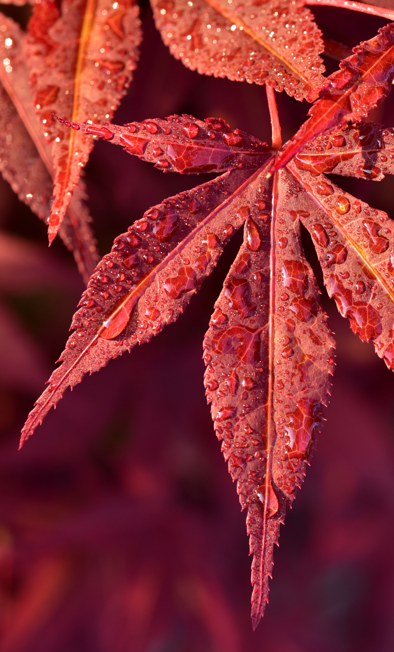 Maple Leaves Wallpapers