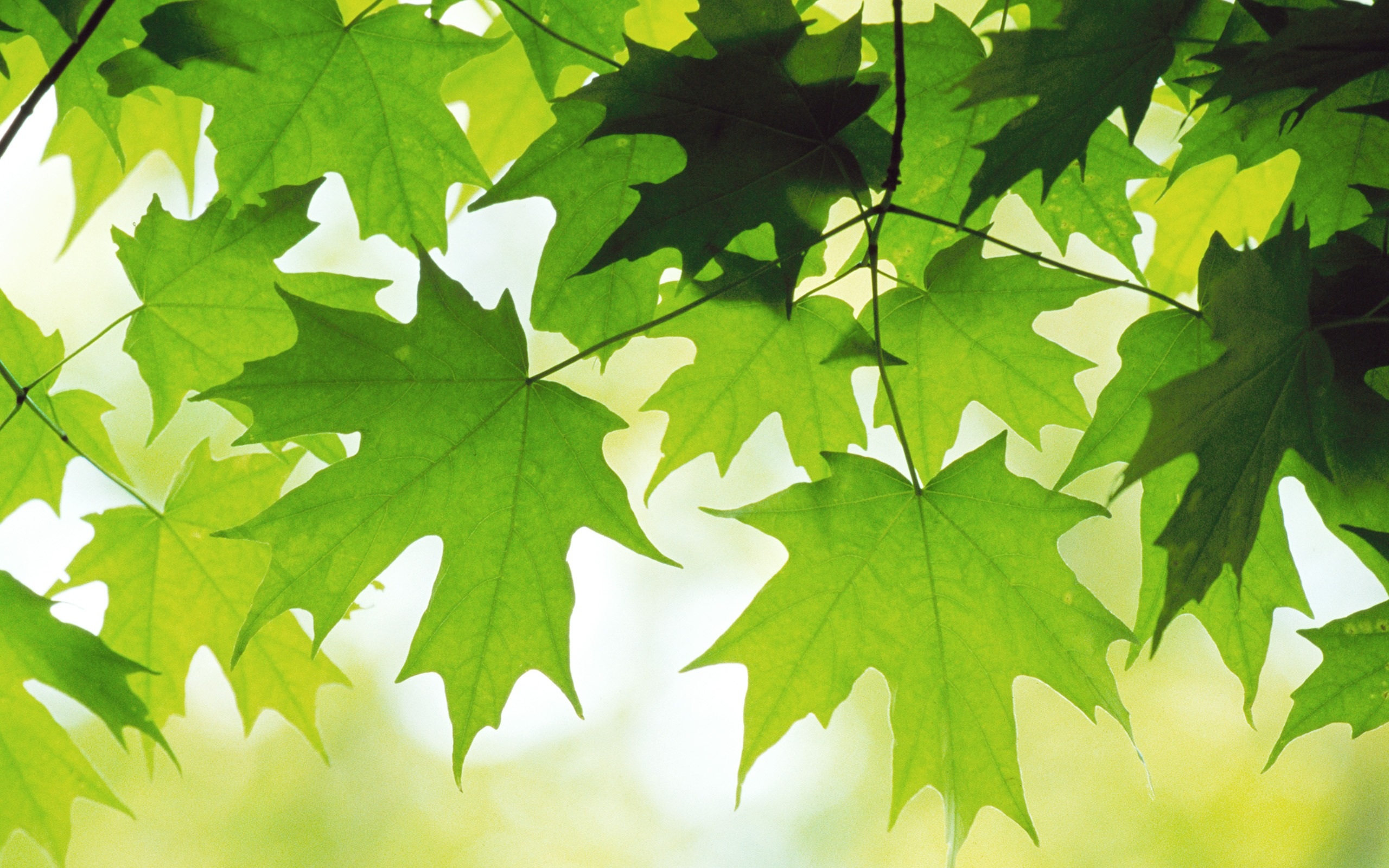 Maple Leaves Wallpapers