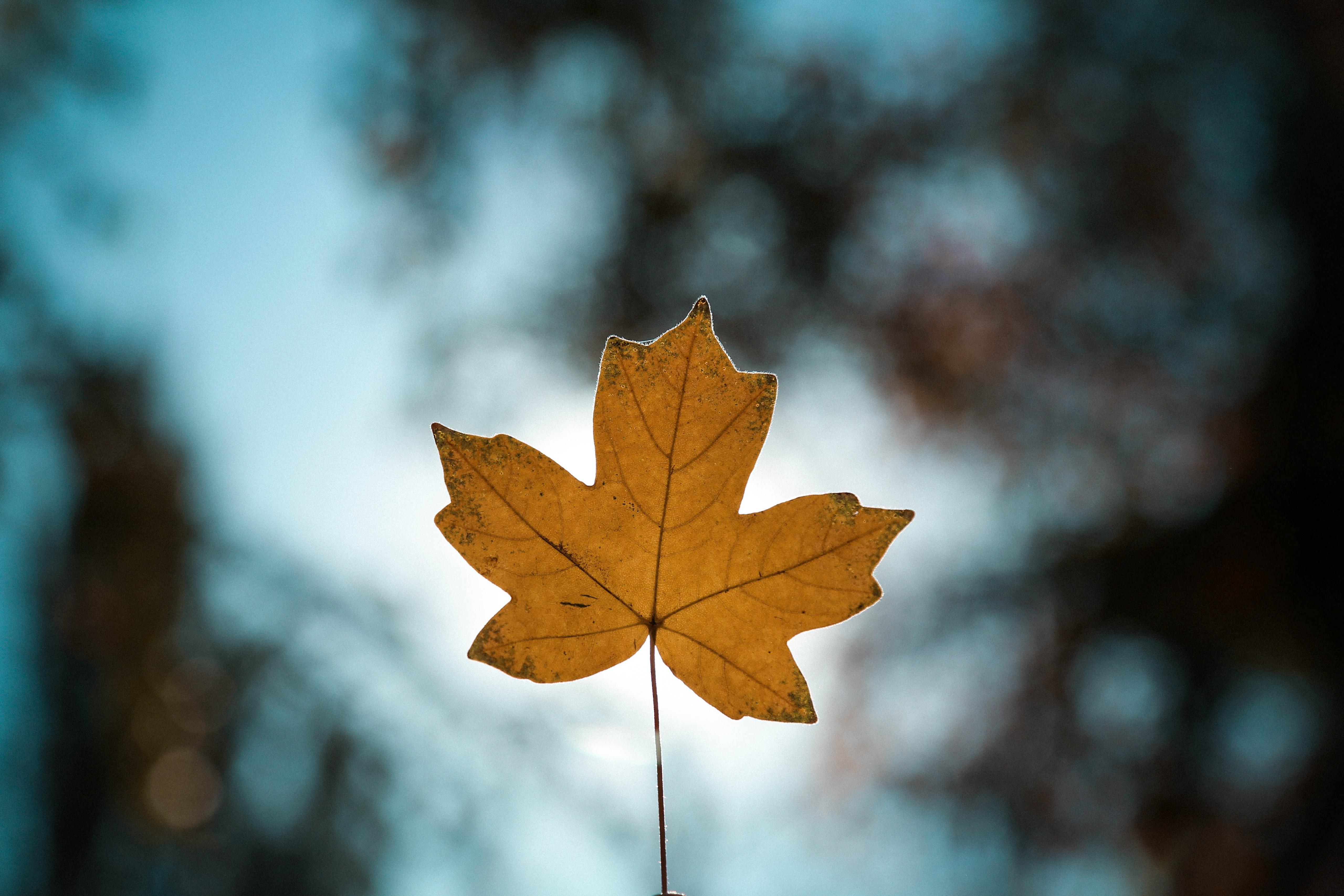 Maple Leaves Wallpapers