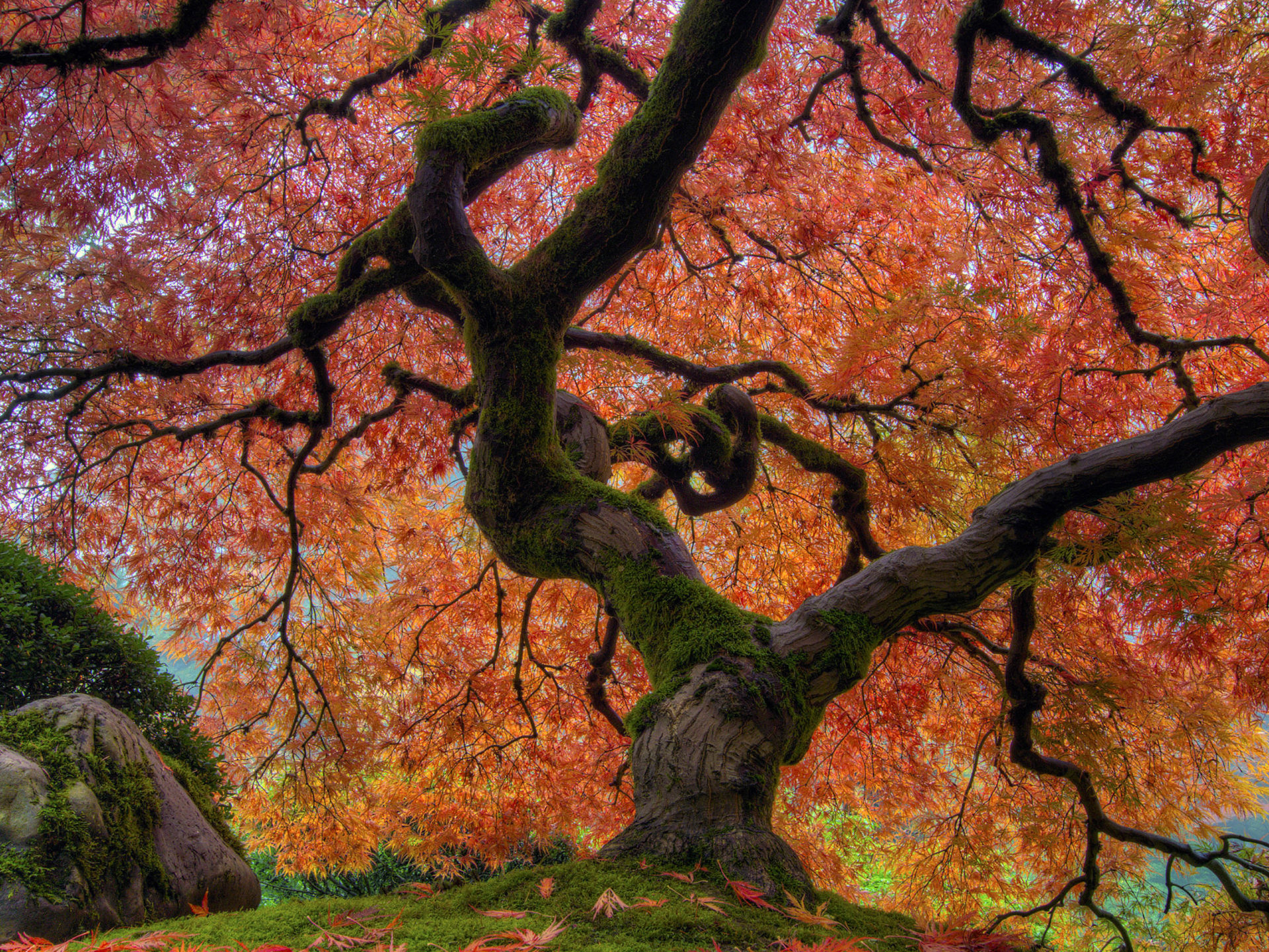 Maple Tree Wallpapers