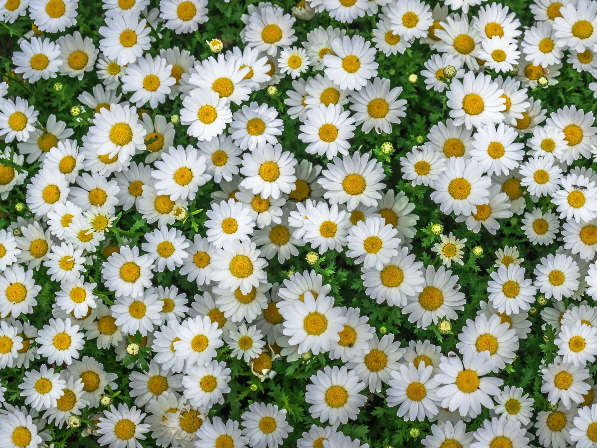 Marguerite Wallpapers