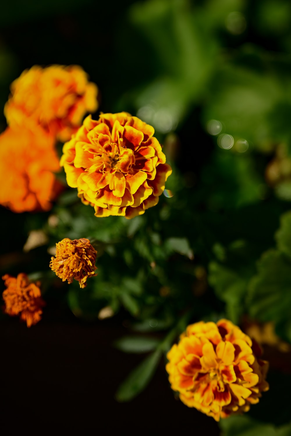 Marigold Wallpapers