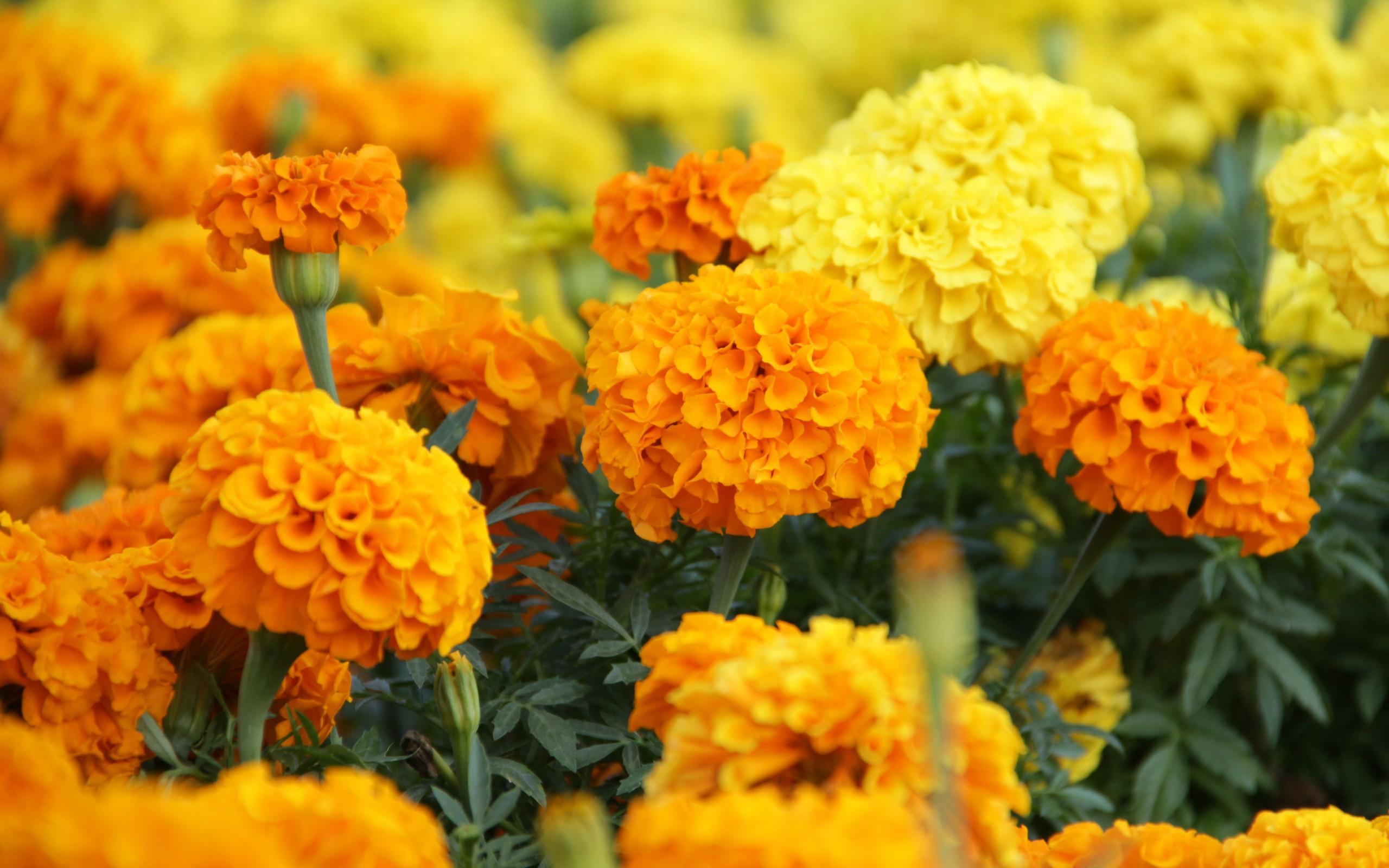 Marigold Wallpapers