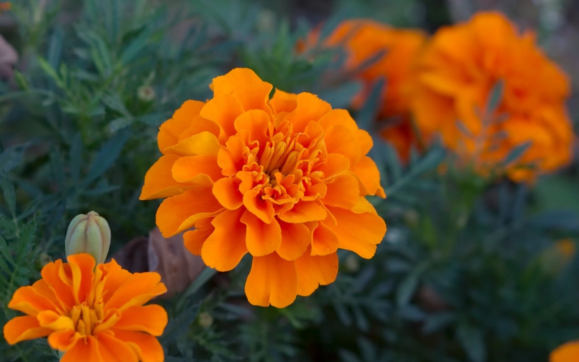 Marigold Wallpapers