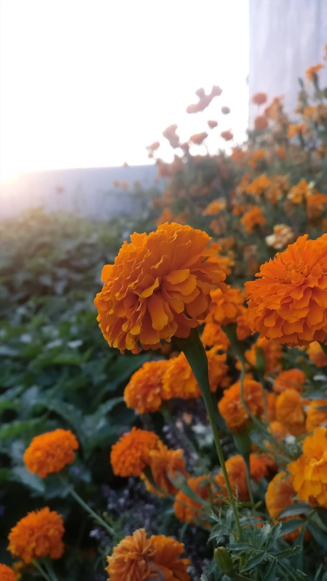 Marigold Wallpapers