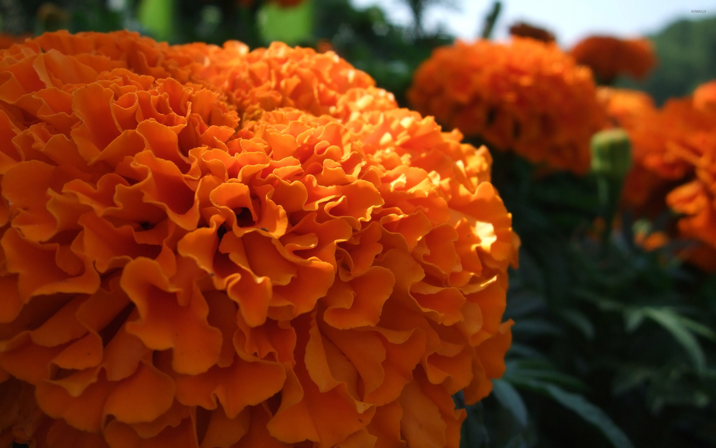 Marigold Wallpapers