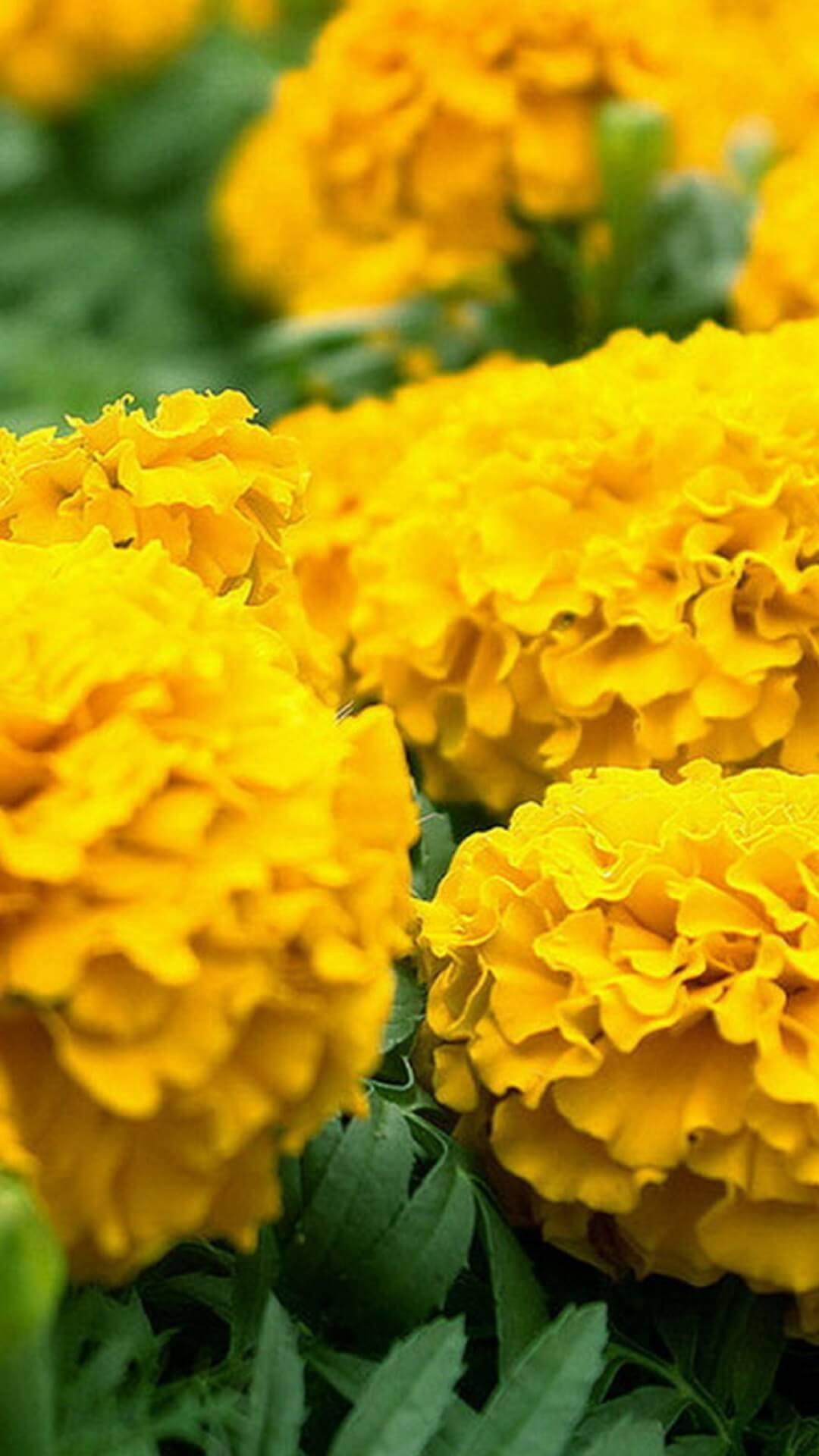 Marigold Wallpapers