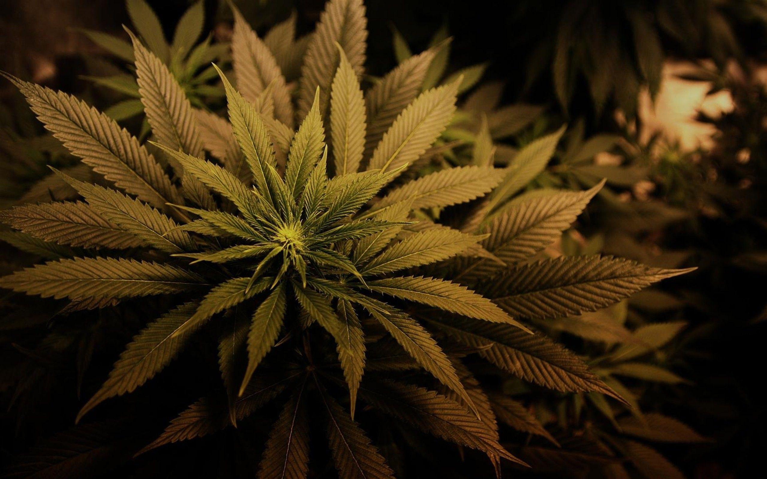 Marijuana Hd Wallpapers