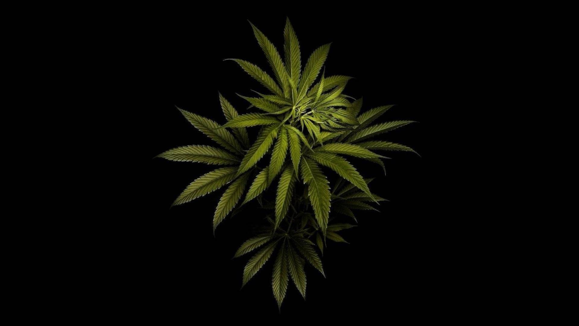 Marijuana Hd Wallpapers