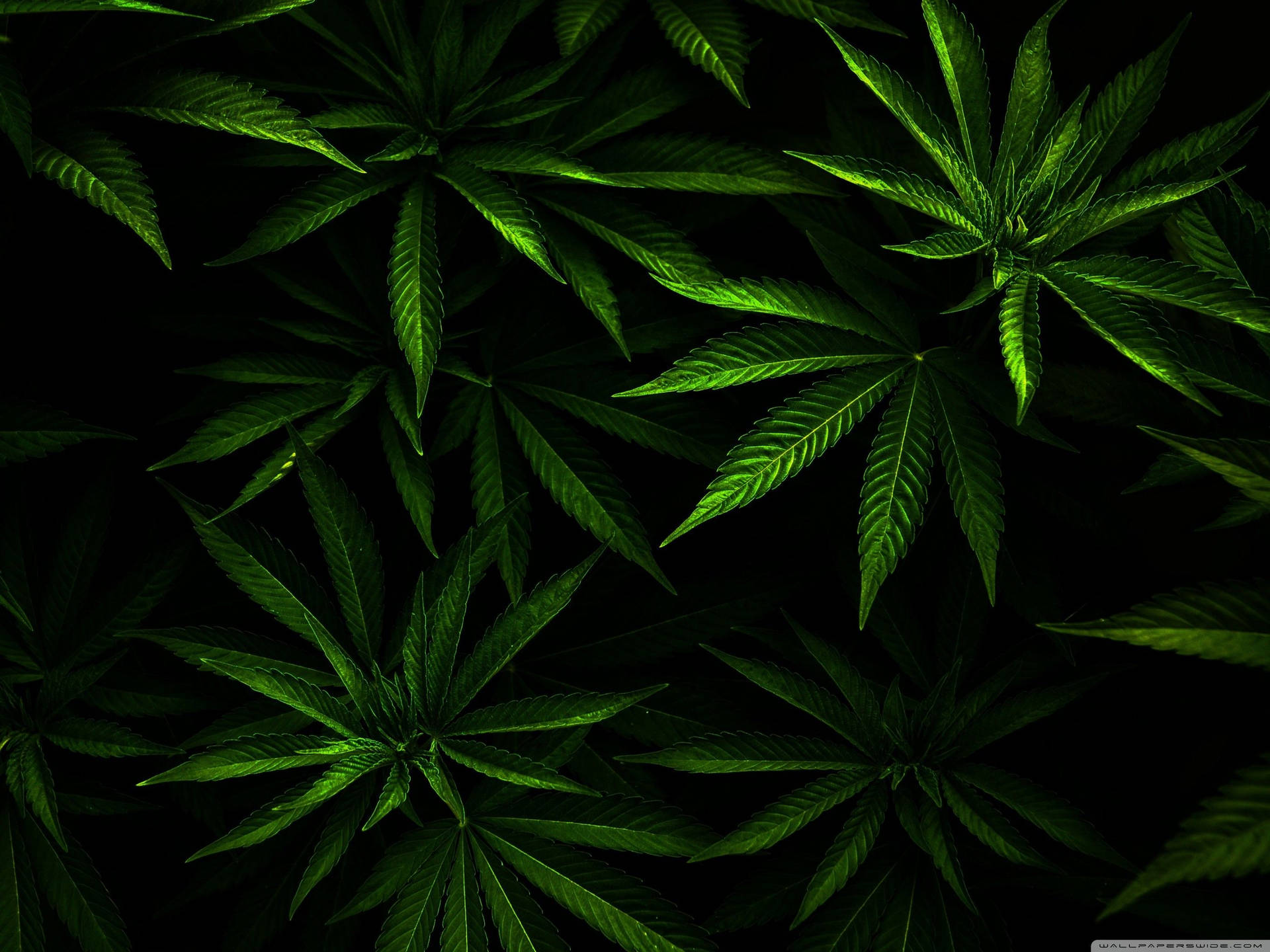 Marijuanas Wallpapers