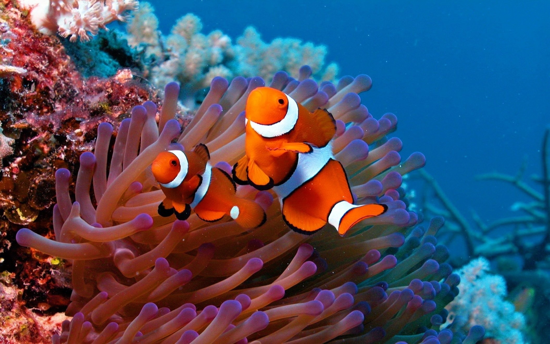 Marine Life Wallpapers