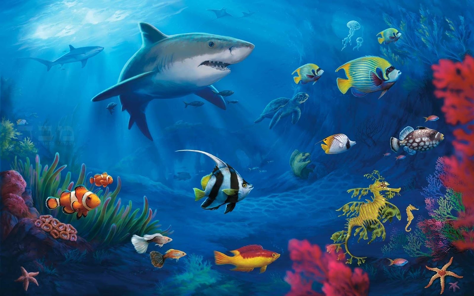 Marine Life Wallpapers