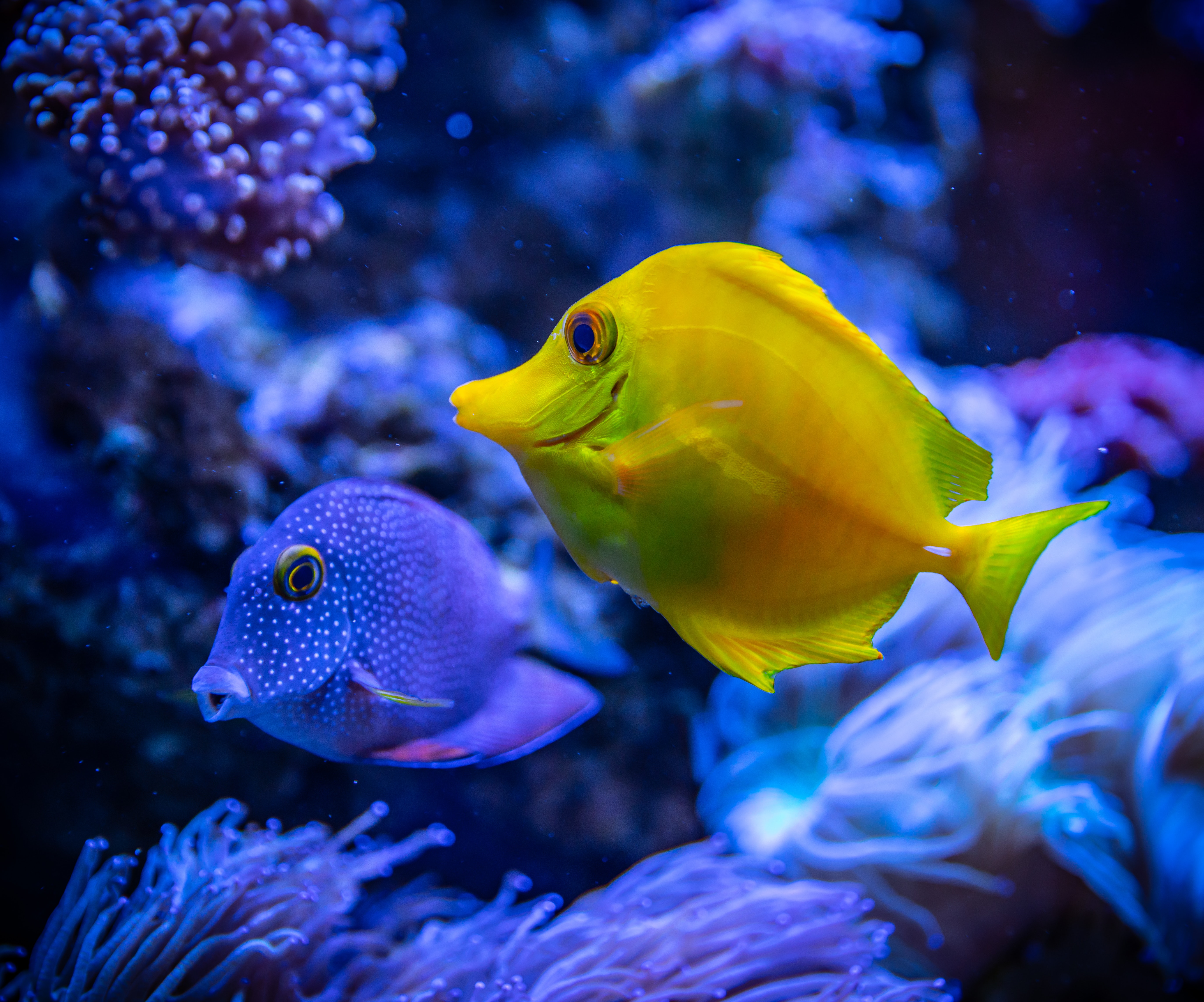 Marine Life Wallpapers