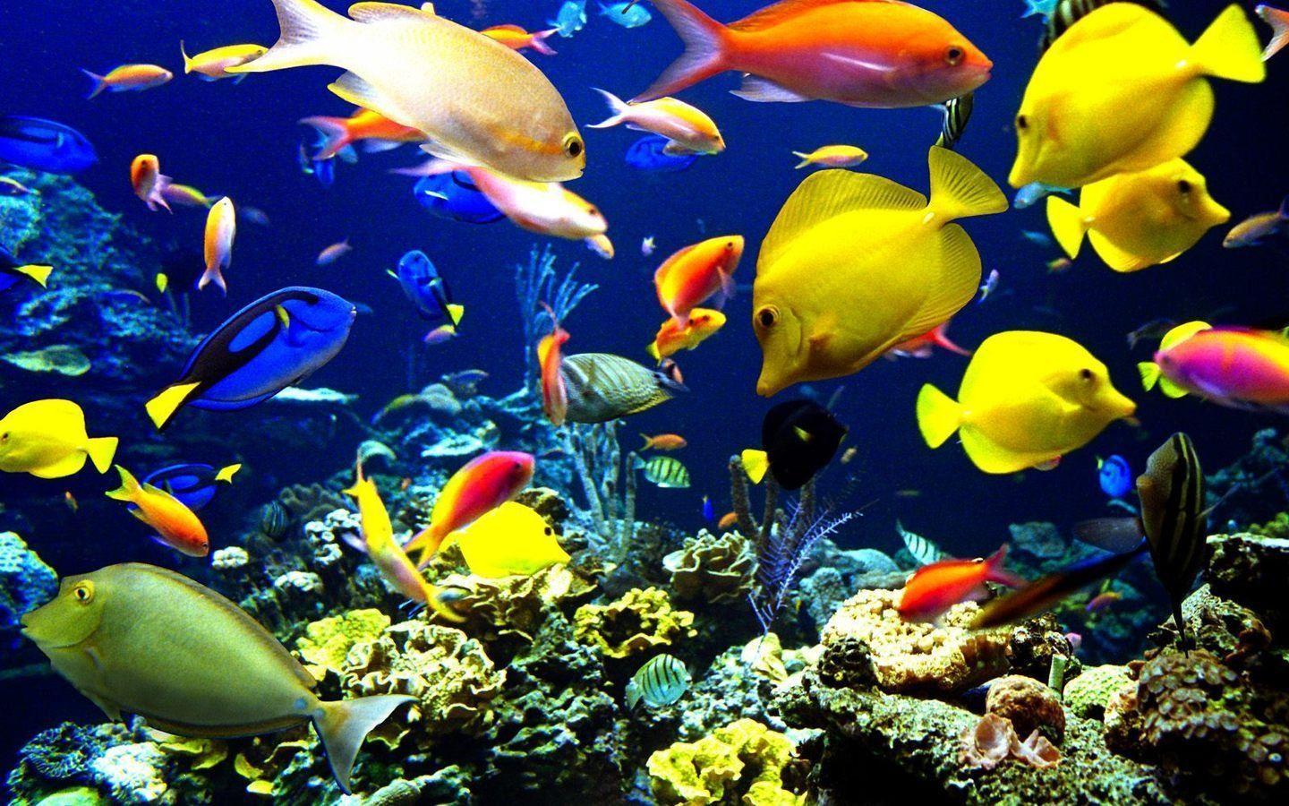 Marine Life Wallpapers