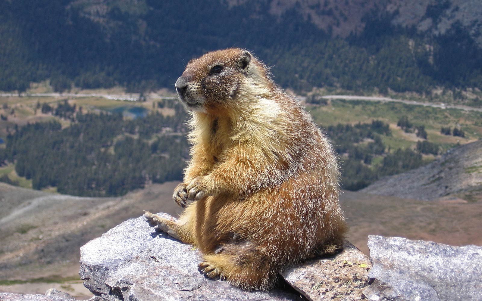 Marmot Wallpapers