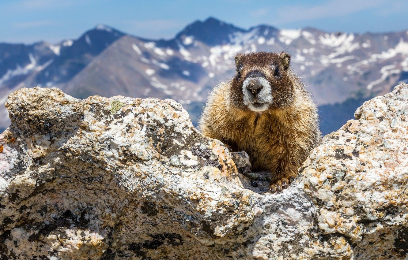 Marmot Wallpapers