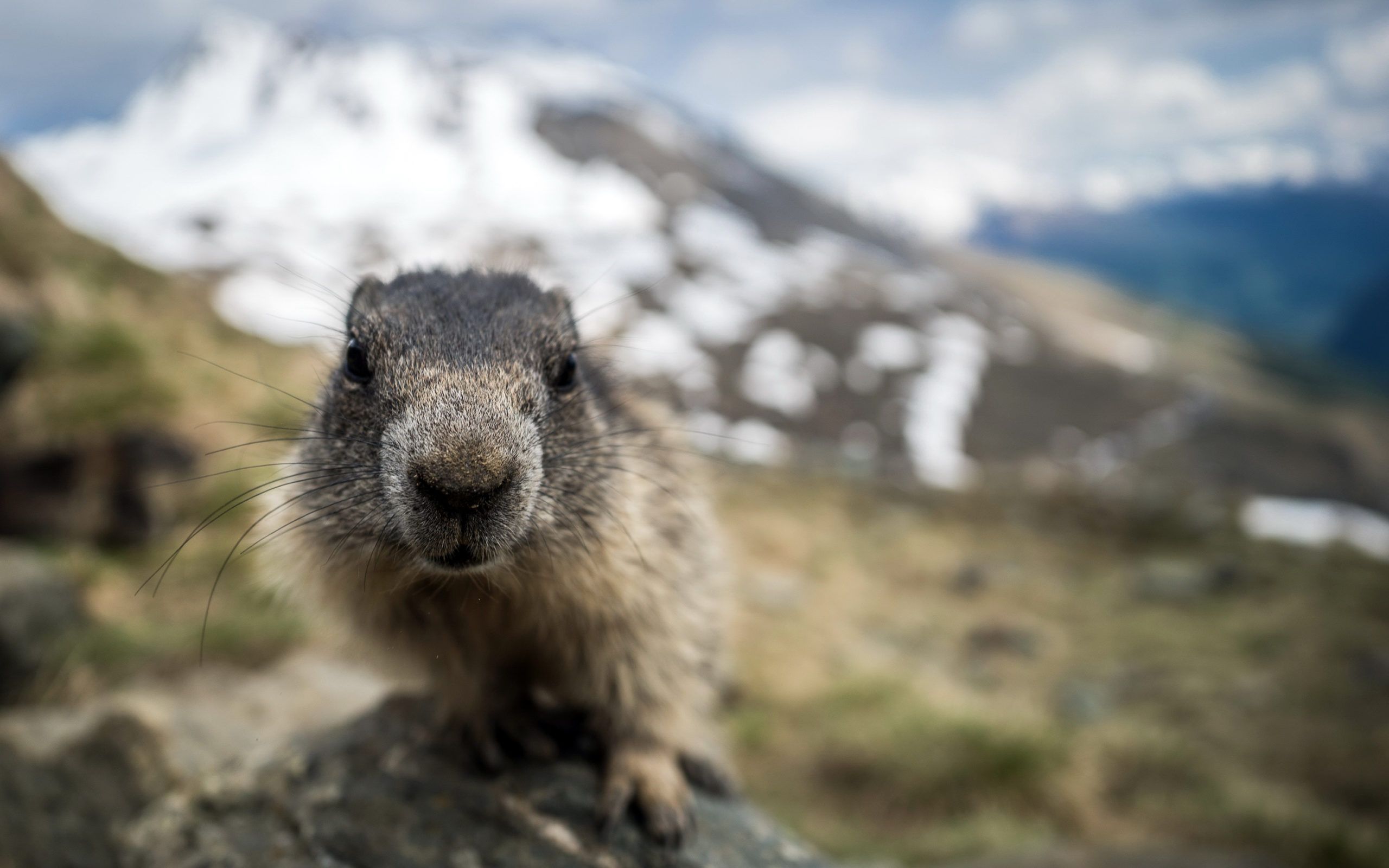 Marmot Wallpapers