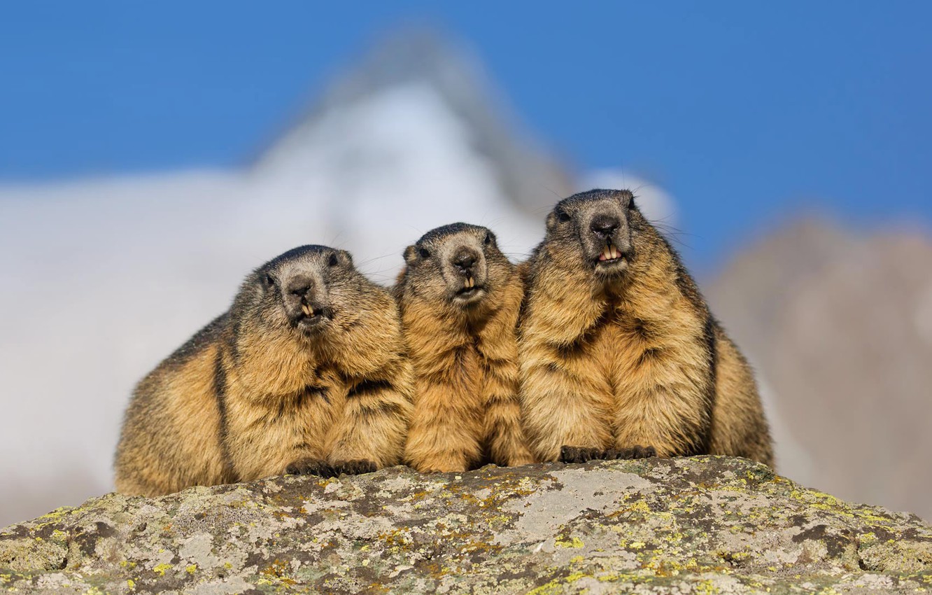 Marmot Wallpapers