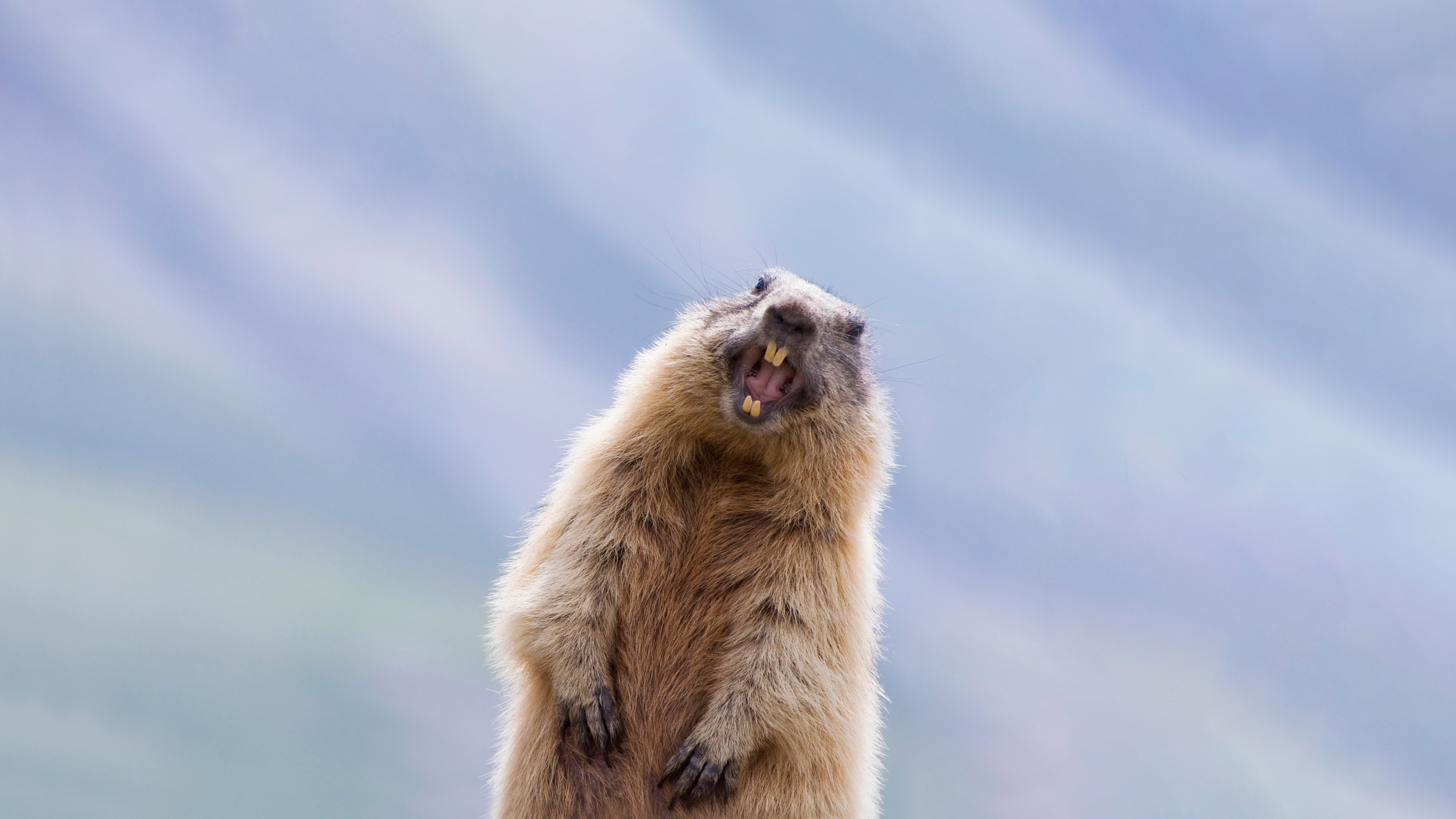 Marmot Wallpapers