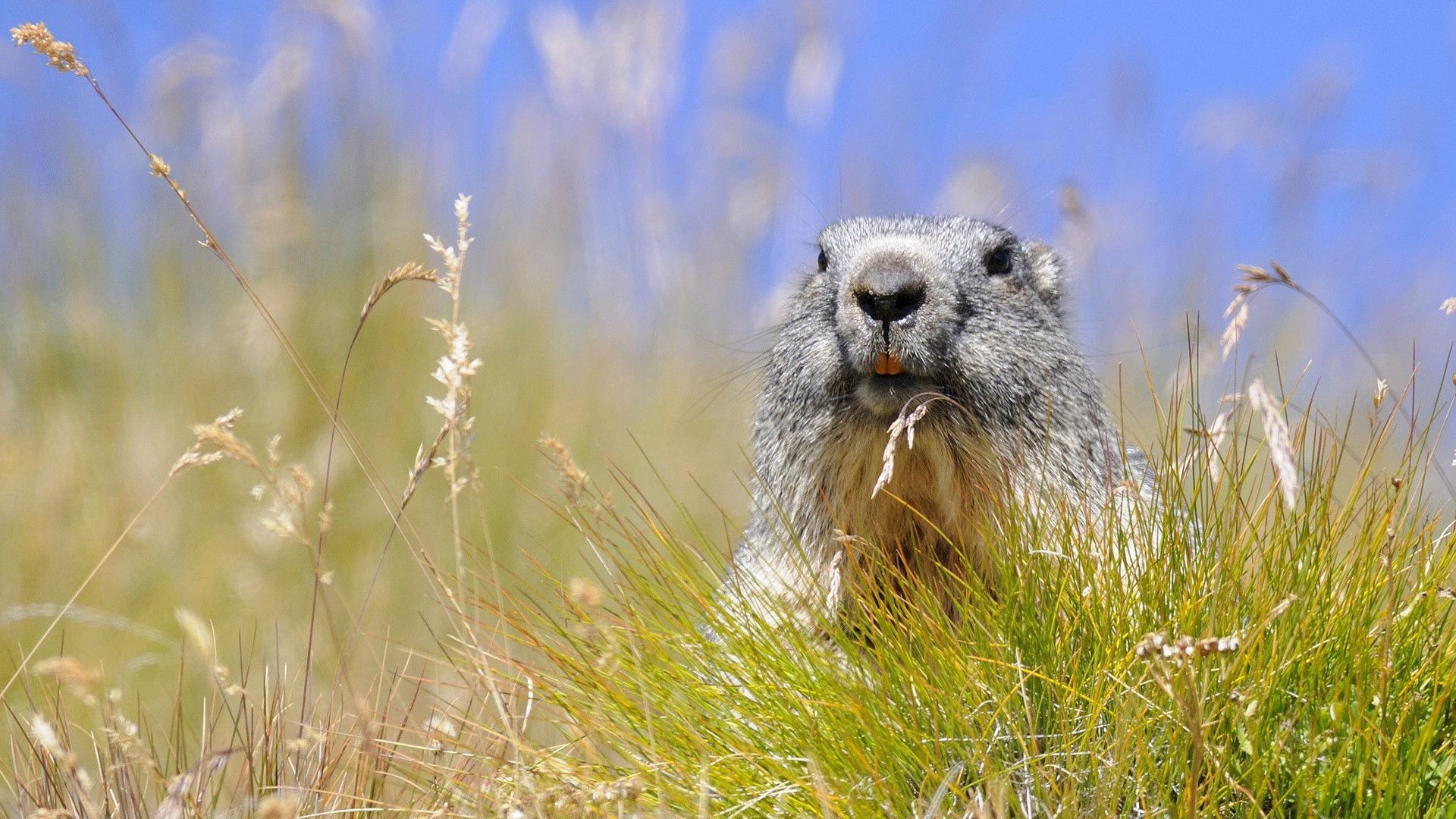 Marmot Wallpapers