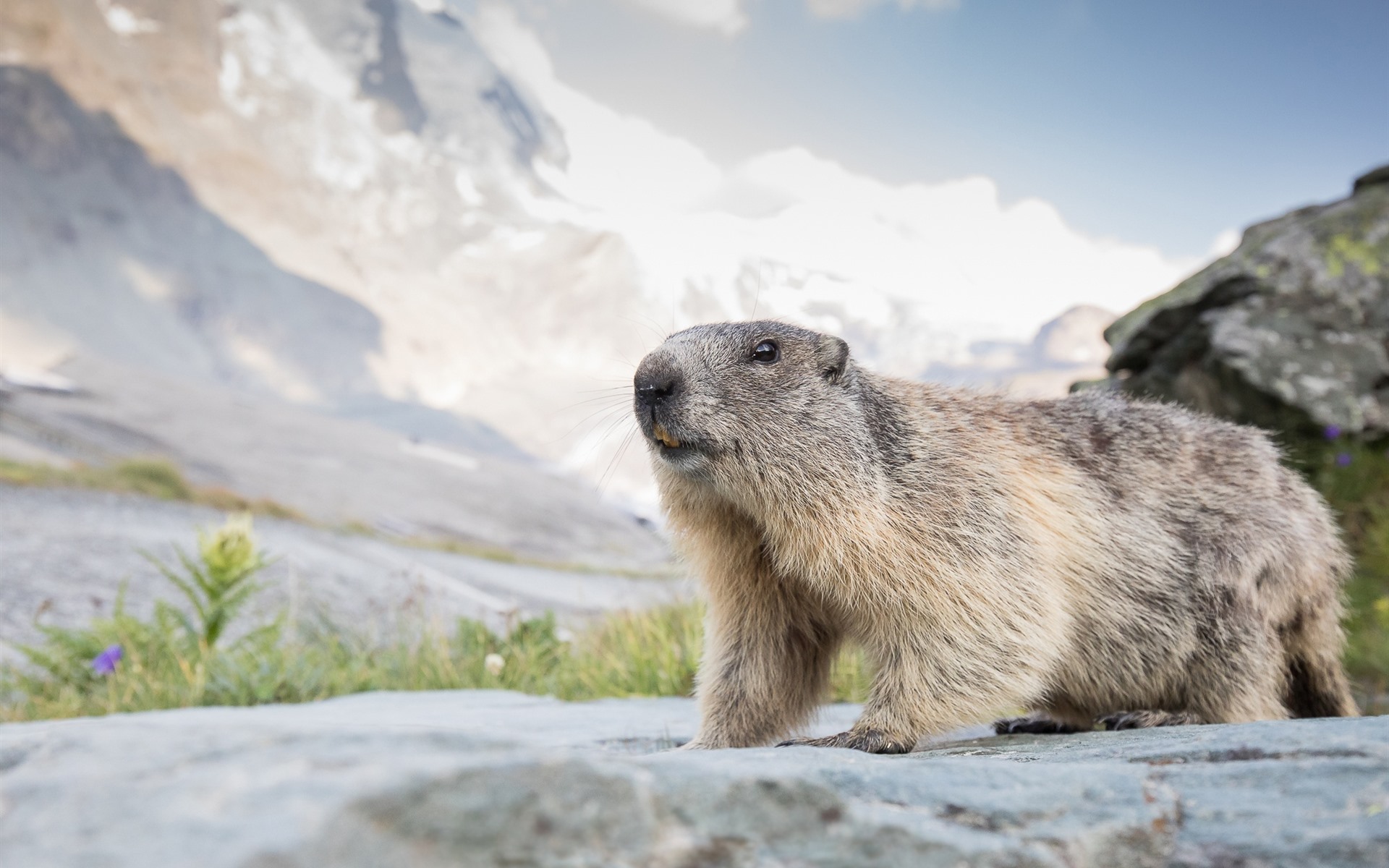 Marmot Wallpapers