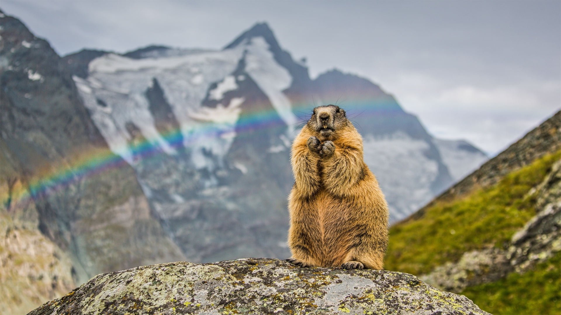 Marmot Wallpapers