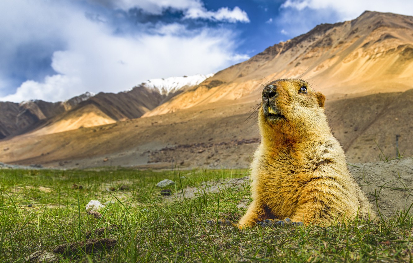 Marmot Wallpapers