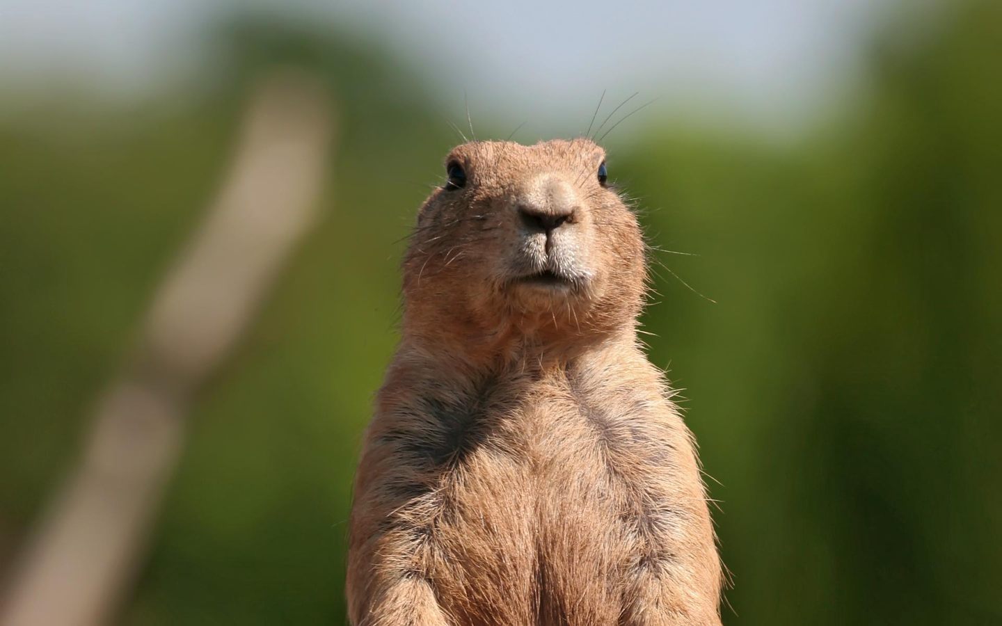 Marmot Wallpapers