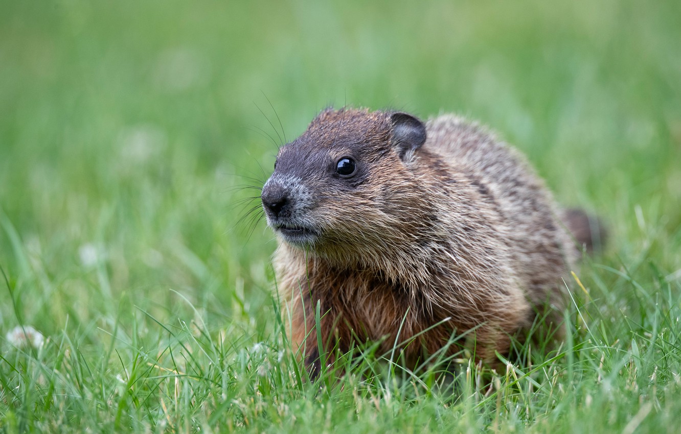 Marmot Wallpapers